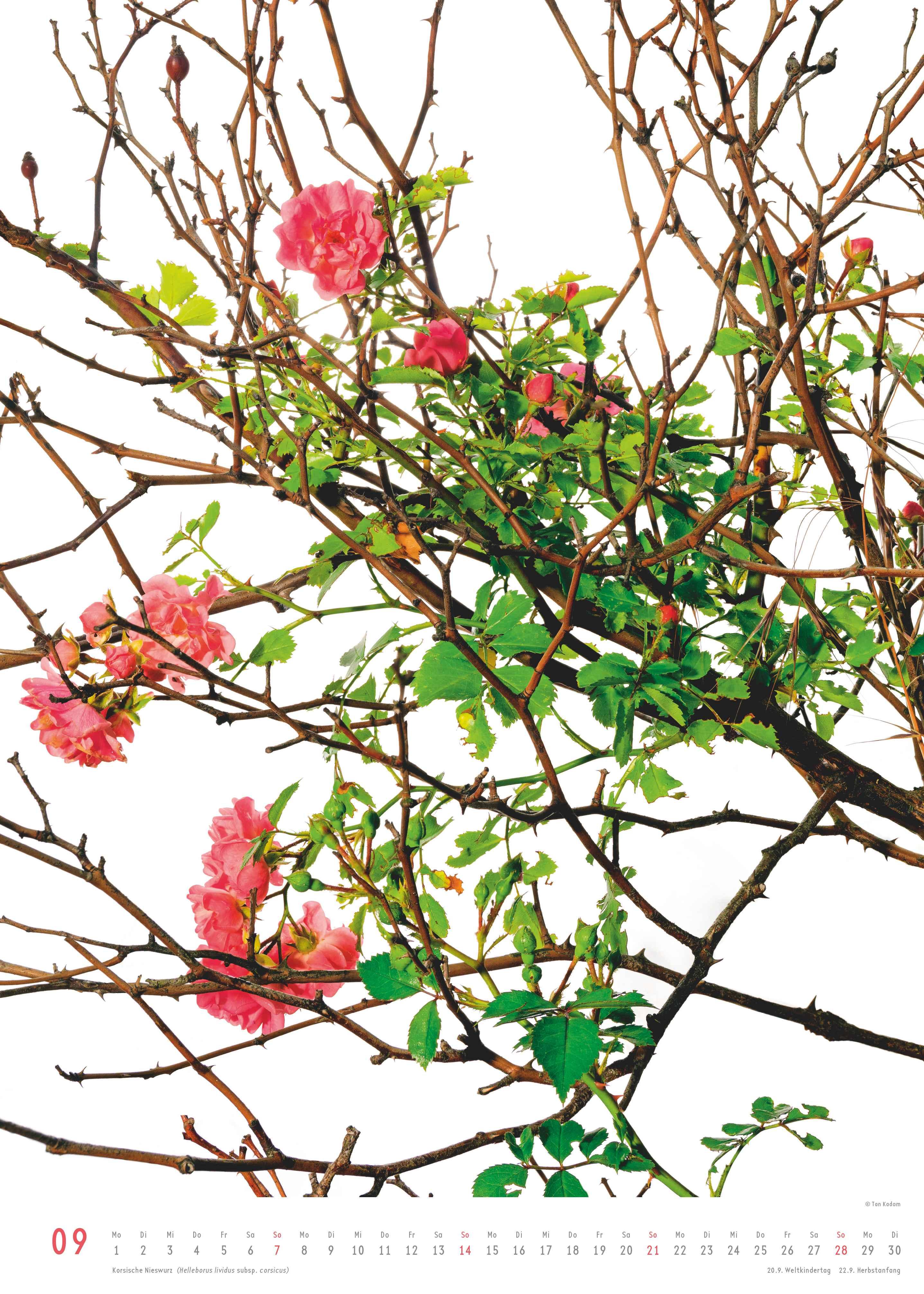 Beispielinhalt (Bild) Best of Flora 2026 - Blumen-Kalender von DUMONT- Foto-Kunst von Tan Kadam - Poster-Format 50 x 70 cm