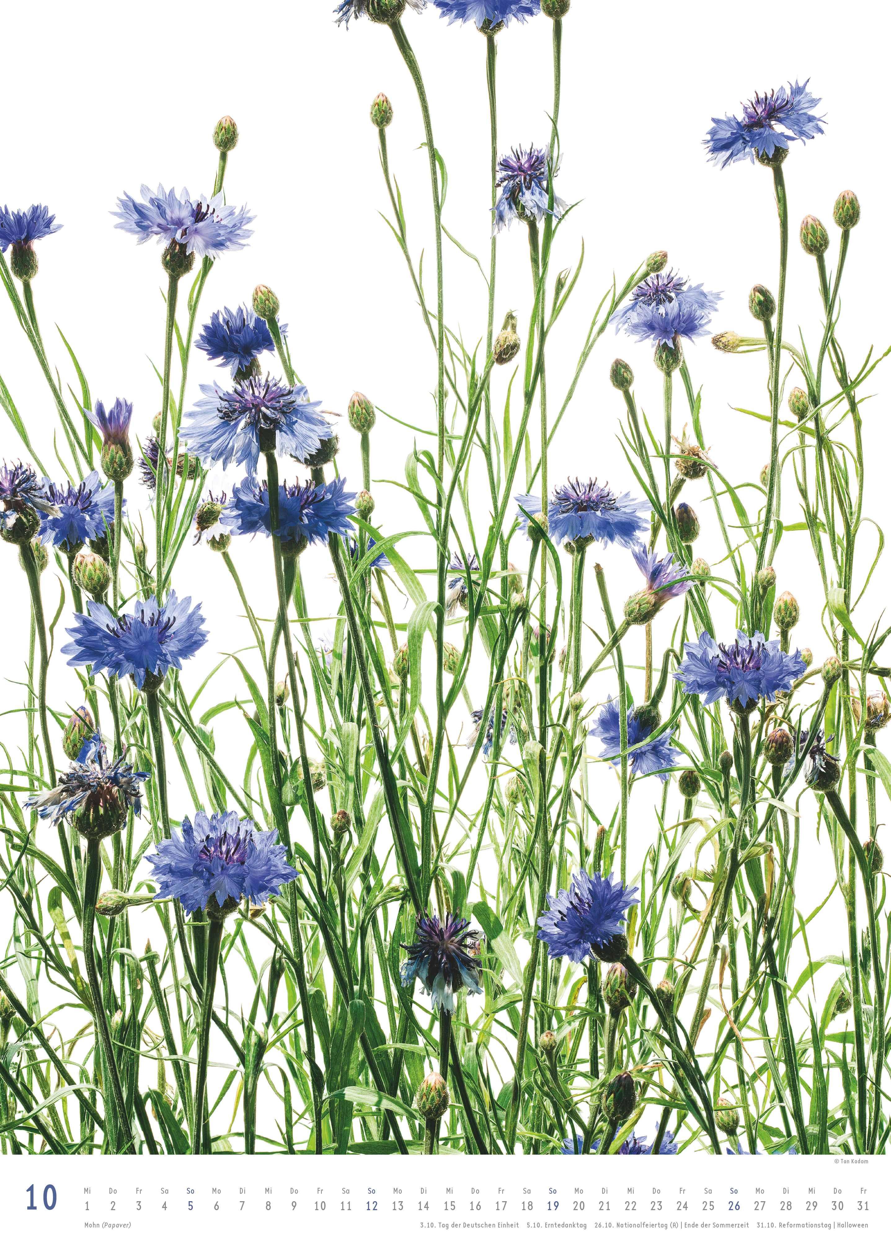 Beispielinhalt (Bild) Best of Flora 2026 - Blumen-Kalender von DUMONT- Foto-Kunst von Tan Kadam - Poster-Format 50 x 70 cm