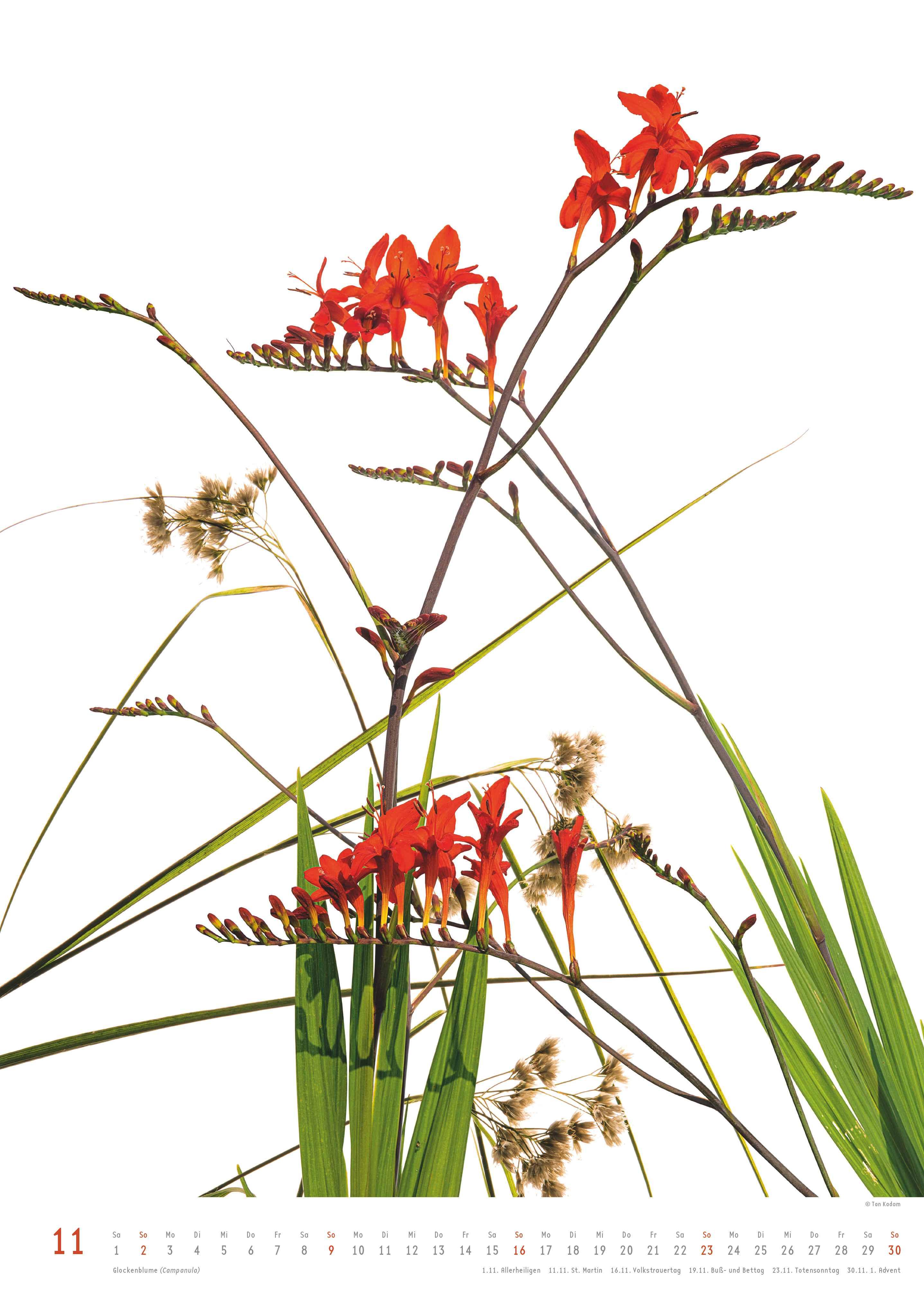 Beispielinhalt (Bild) Best of Flora 2026 - Blumen-Kalender von DUMONT- Foto-Kunst von Tan Kadam - Poster-Format 50 x 70 cm