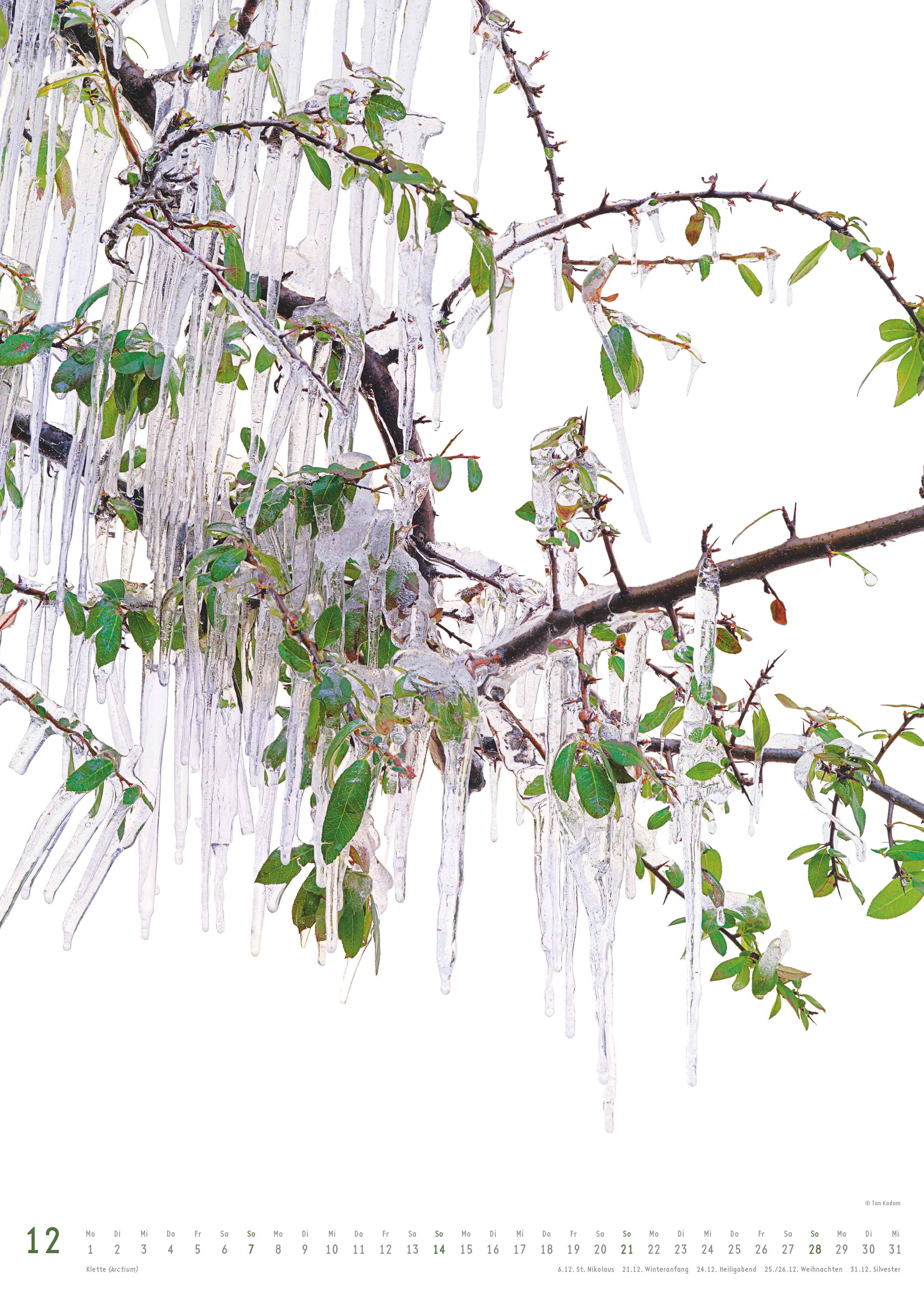 Beispielinhalt (Bild) Best of Flora 2026 - Blumen-Kalender von DUMONT- Foto-Kunst von Tan Kadam - Poster-Format 50 x 70 cm