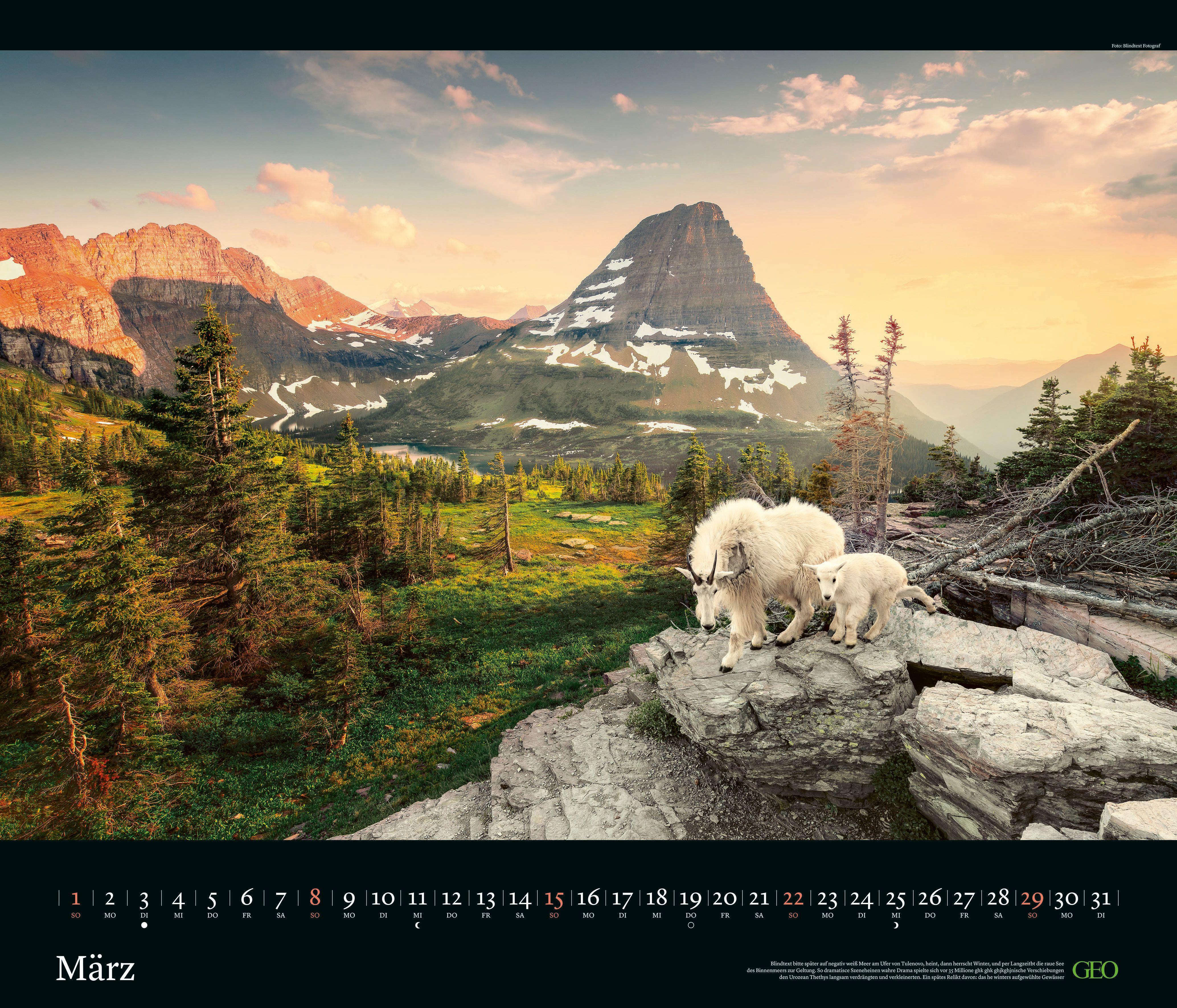 Beispielinhalt (Bild) GEO Edition: Tierwelten 2026 - Wand-Kalender - Tier-Kalender - 70x60