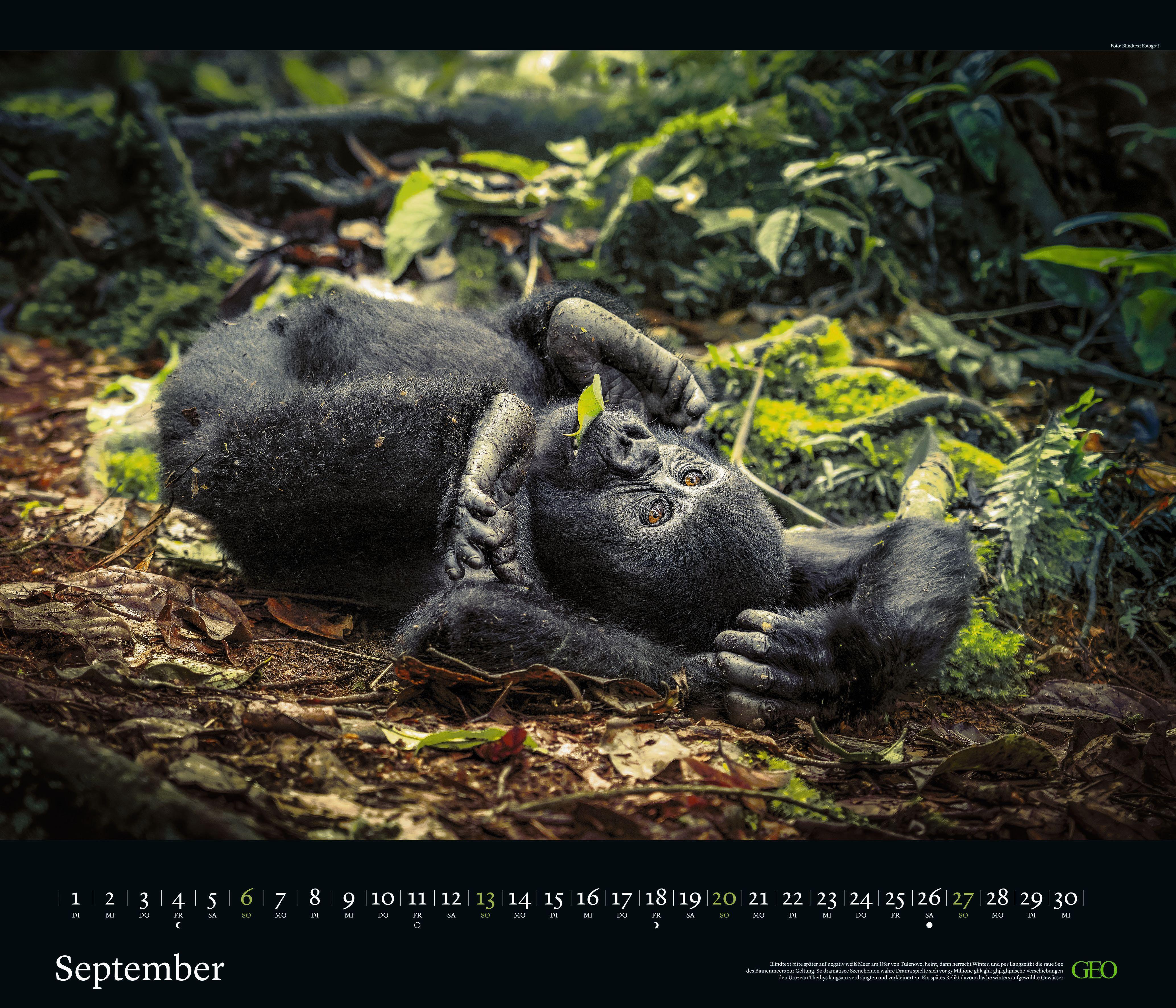 Beispielinhalt (Bild) GEO Edition: Tierwelten 2026 - Wand-Kalender - Tier-Kalender - 70x60