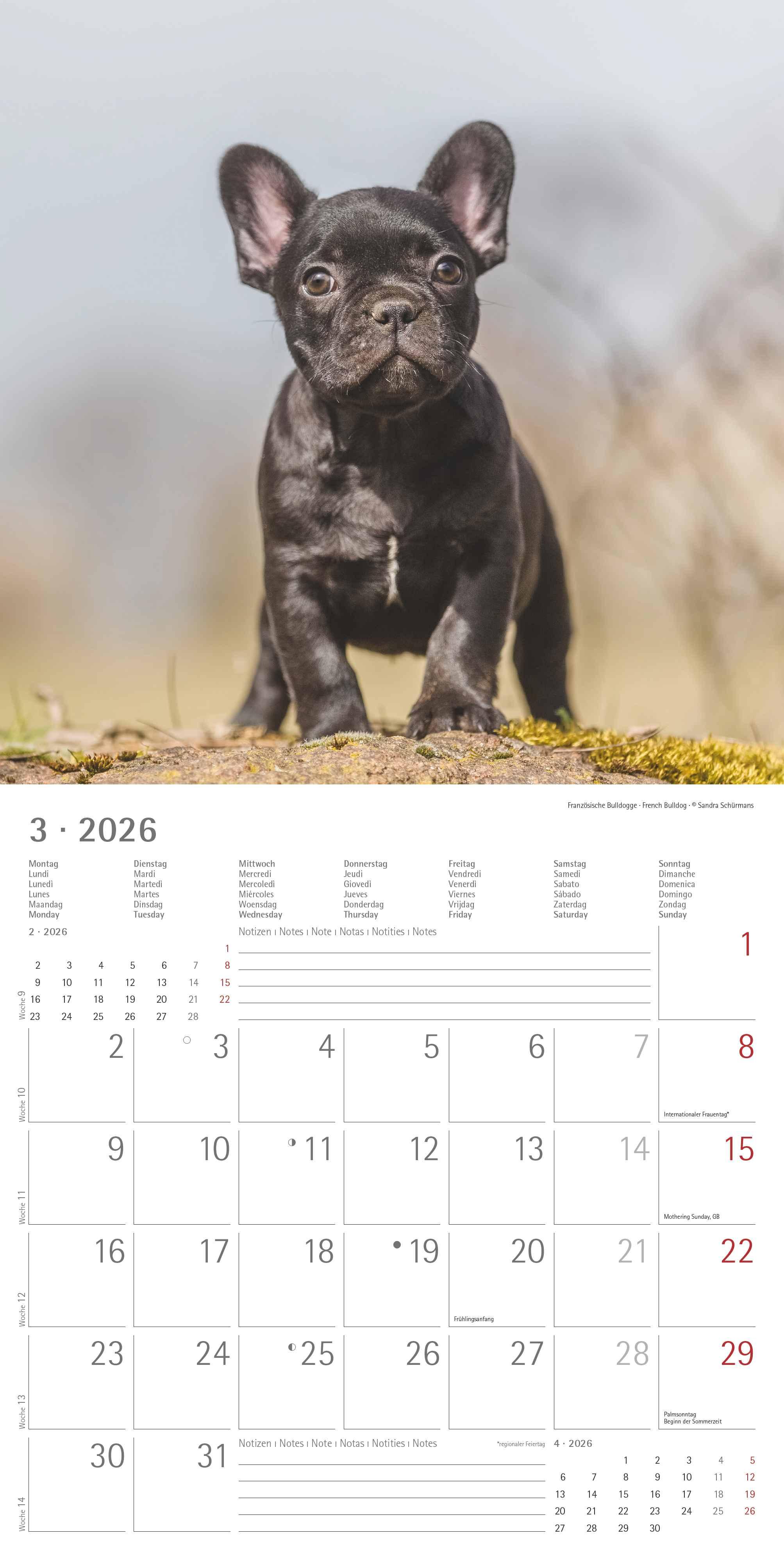 Beispielinhalt (Bild) Welpen 2026 - Broschürenkalender 30x30 cm (30x60 geöffnet) - Kalender mit Platz für Notizen - Puppies - Hundekalender - Bildkalender - Wandkalender