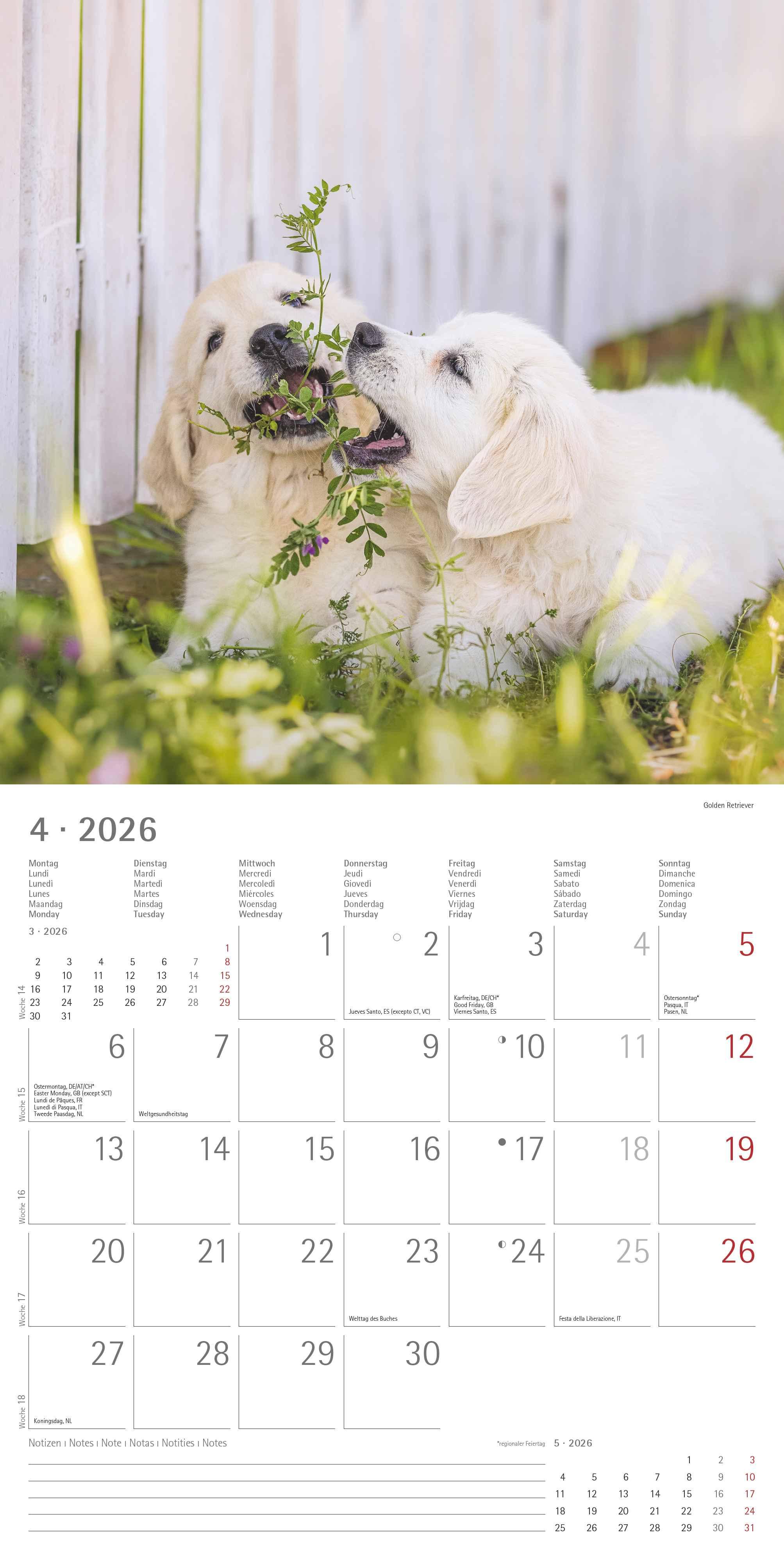 Beispielinhalt (Bild) Welpen 2026 - Broschürenkalender 30x30 cm (30x60 geöffnet) - Kalender mit Platz für Notizen - Puppies - Hundekalender - Bildkalender - Wandkalender