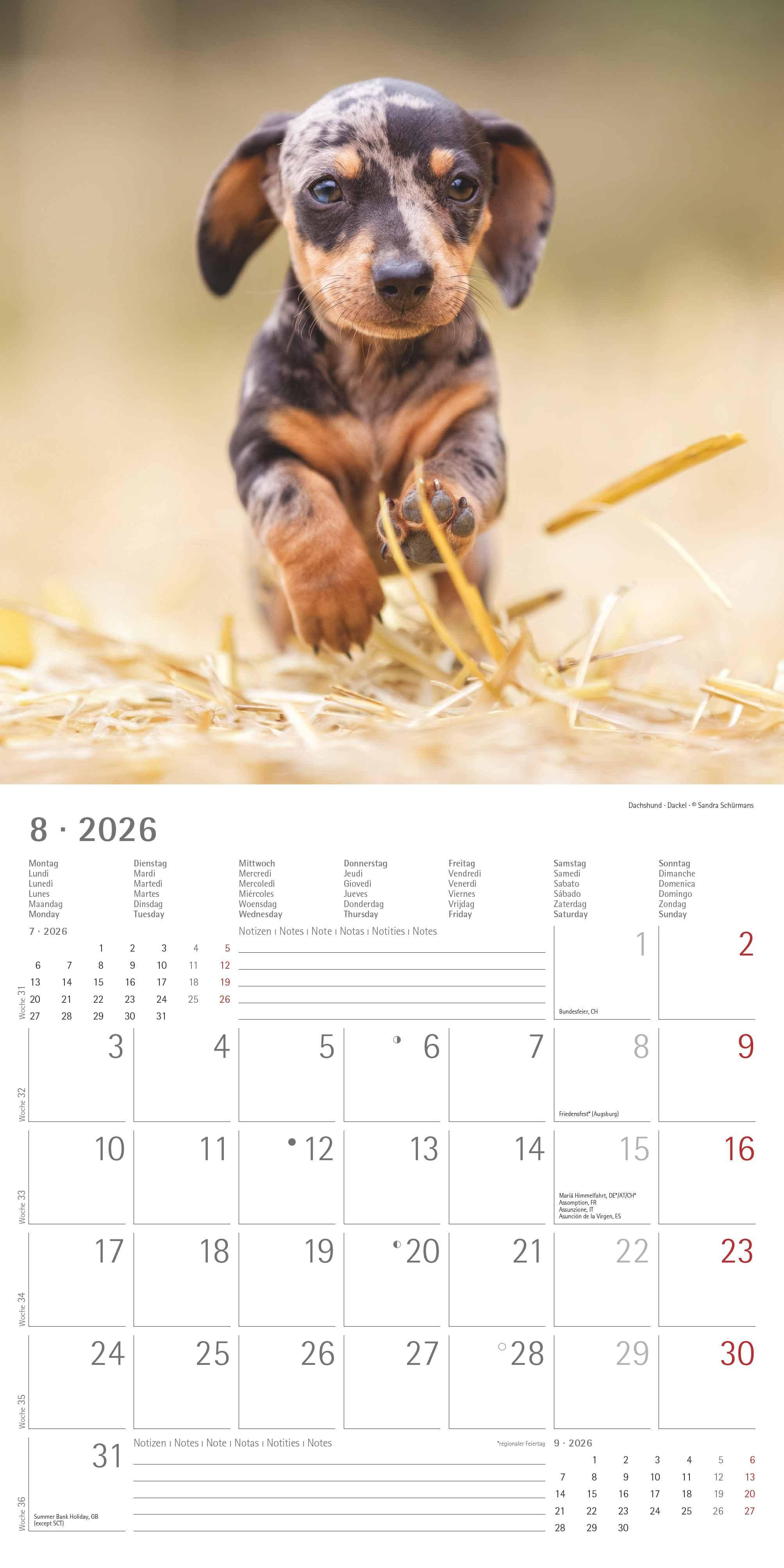 Beispielinhalt (Bild) Welpen 2026 - Broschürenkalender 30x30 cm (30x60 geöffnet) - Kalender mit Platz für Notizen - Puppies - Hundekalender - Bildkalender - Wandkalender