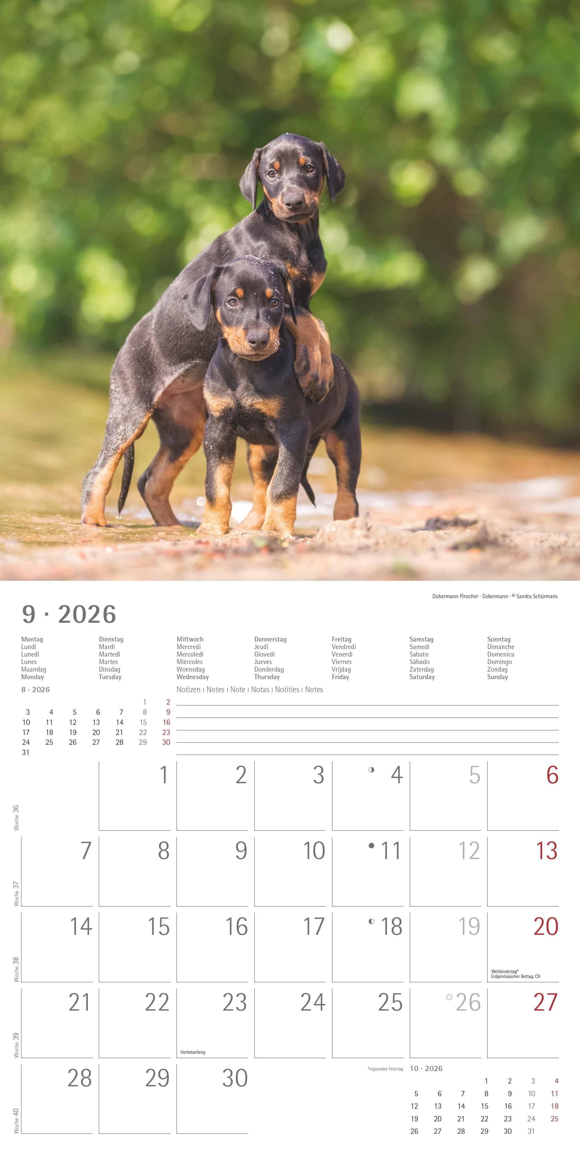 Beispielinhalt (Bild) Welpen 2026 - Broschürenkalender 30x30 cm (30x60 geöffnet) - Kalender mit Platz für Notizen - Puppies - Hundekalender - Bildkalender - Wandkalender