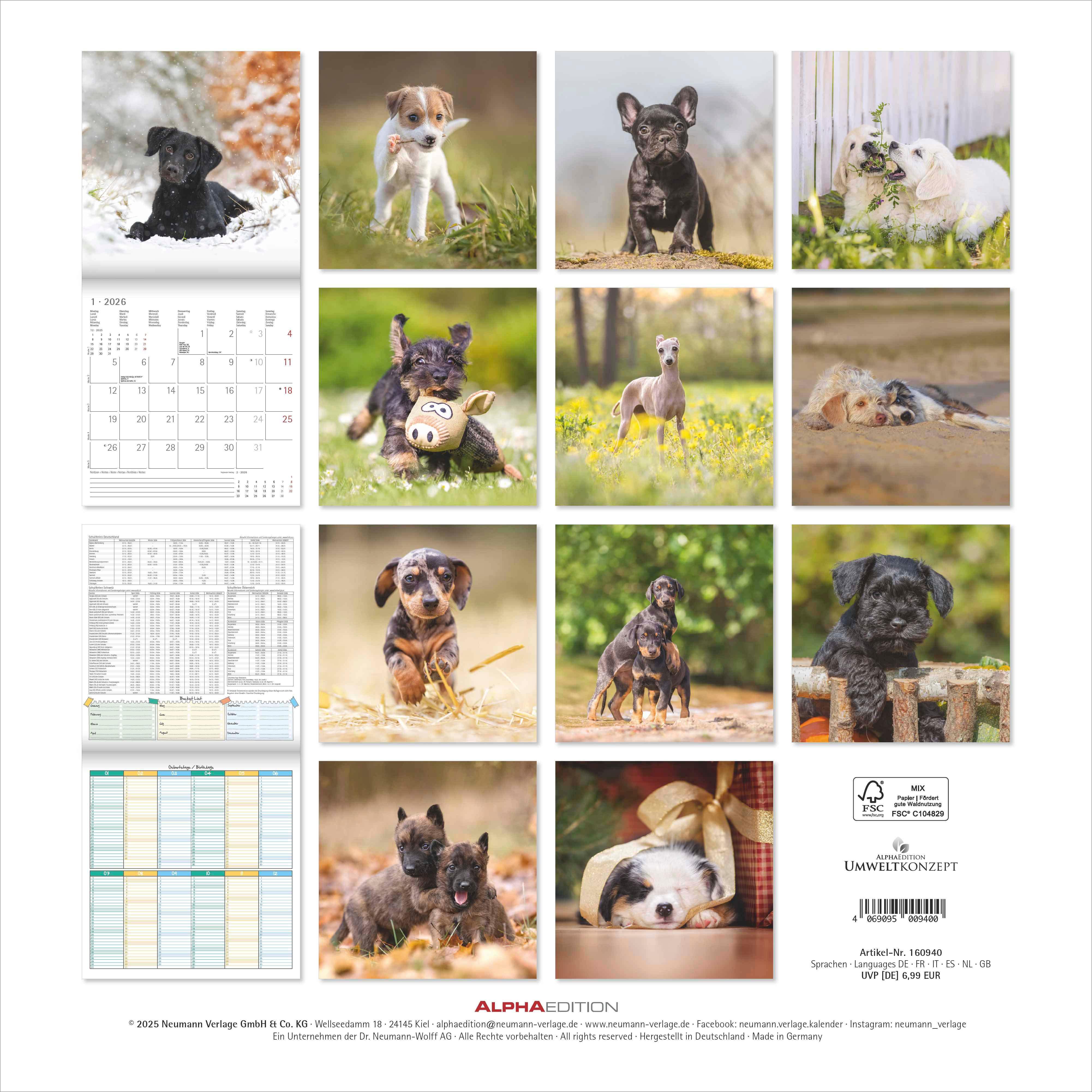 Beispielinhalt (Bild) Welpen 2026 - Broschürenkalender 30x30 cm (30x60 geöffnet) - Kalender mit Platz für Notizen - Puppies - Hundekalender - Bildkalender - Wandkalender