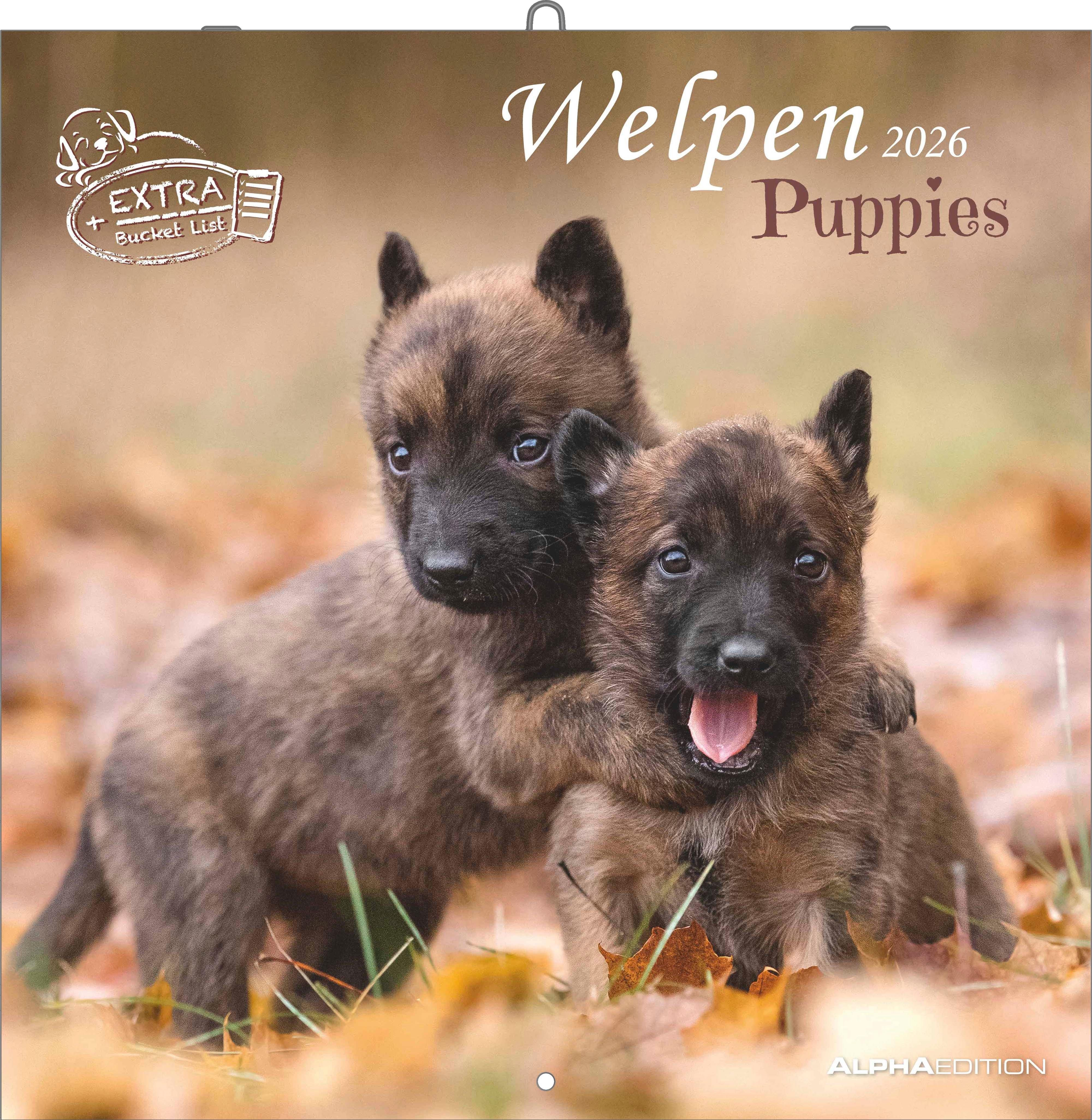 Vorderes Coverbild Welpen 2026 - Broschürenkalender 30x30 cm (30x60 geöffnet) - Kalender mit Platz für Notizen - Puppies - Hundekalender - Bildkalender - Wandkalender
