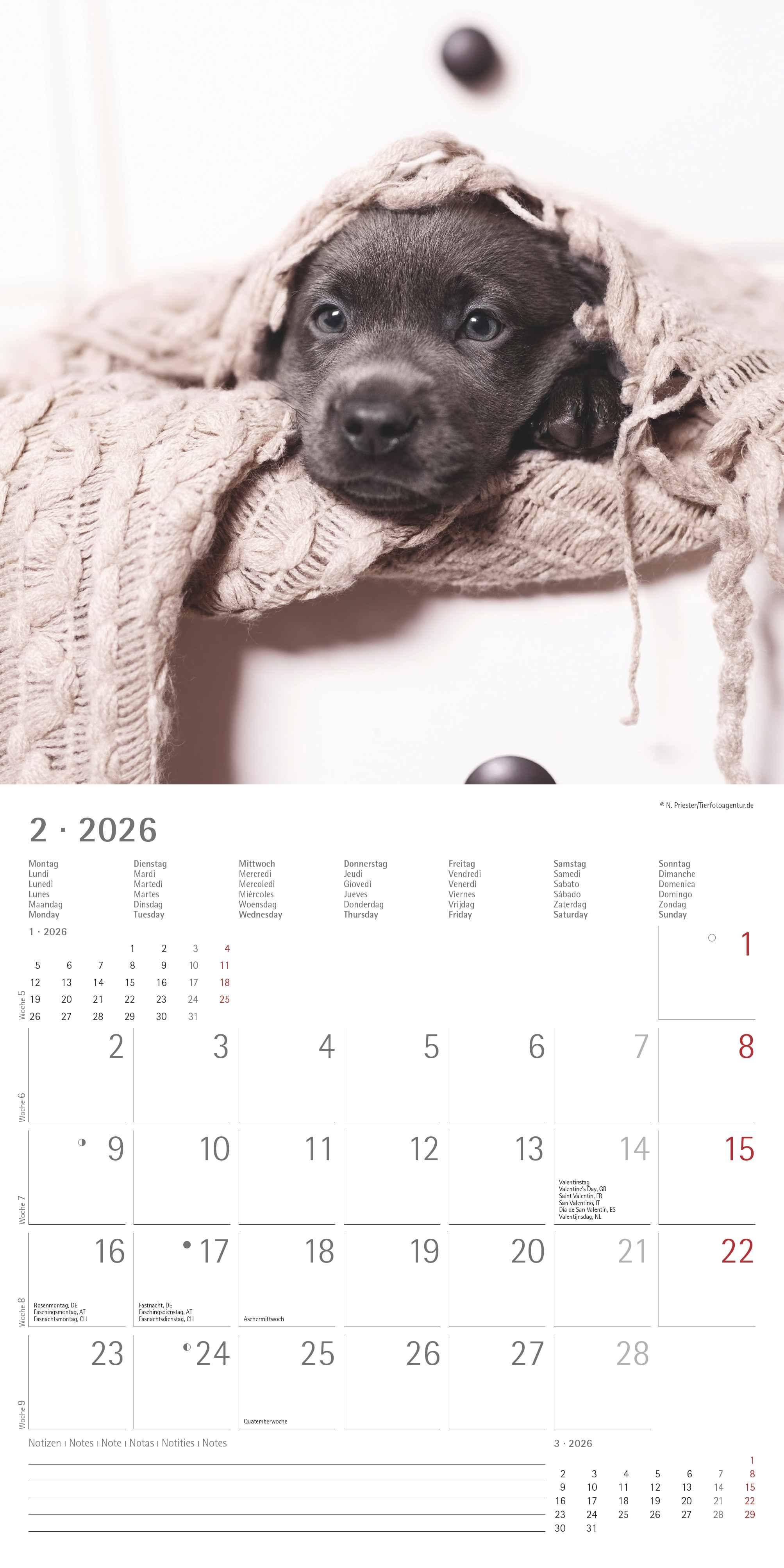 Beispielinhalt (Bild) Labrador Retriever 2026 - Broschürenkalender 30x30 cm (30x60 geöffnet) - Kalender mit Platz für Notizen - Dachshund - Bildkalender - Wandplaner - Dackelkalender