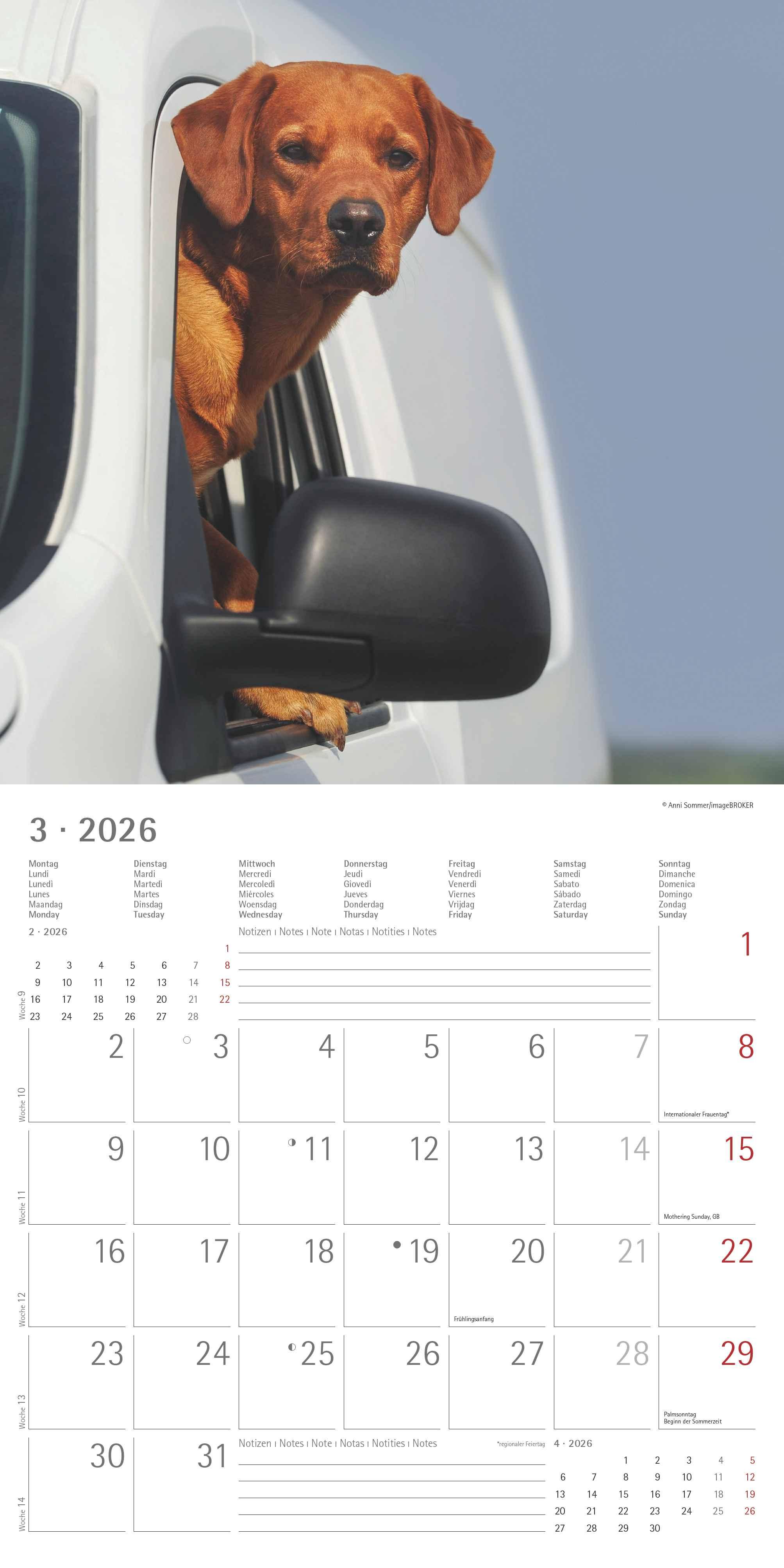 Beispielinhalt (Bild) Labrador Retriever 2026 - Broschürenkalender 30x30 cm (30x60 geöffnet) - Kalender mit Platz für Notizen - Dachshund - Bildkalender - Wandplaner - Dackelkalender