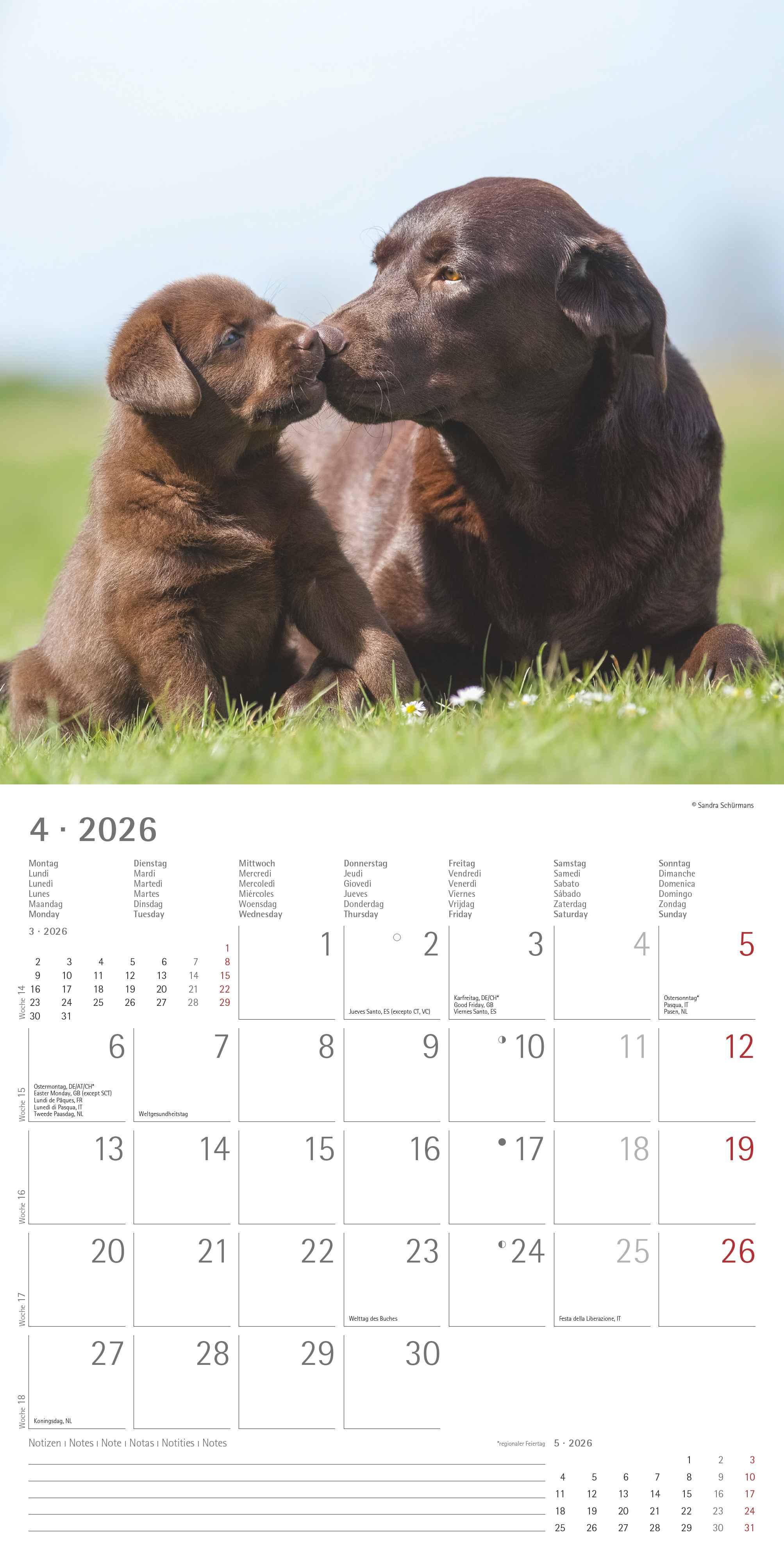 Beispielinhalt (Bild) Labrador Retriever 2026 - Broschürenkalender 30x30 cm (30x60 geöffnet) - Kalender mit Platz für Notizen - Dachshund - Bildkalender - Wandplaner - Dackelkalender
