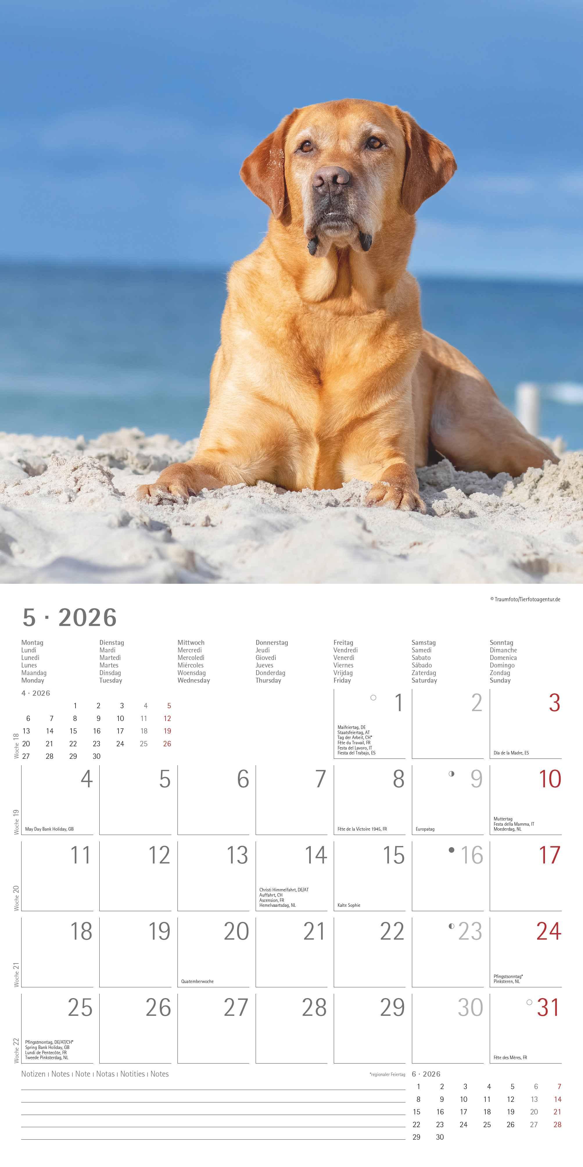 Beispielinhalt (Bild) Labrador Retriever 2026 - Broschürenkalender 30x30 cm (30x60 geöffnet) - Kalender mit Platz für Notizen - Dachshund - Bildkalender - Wandplaner - Dackelkalender