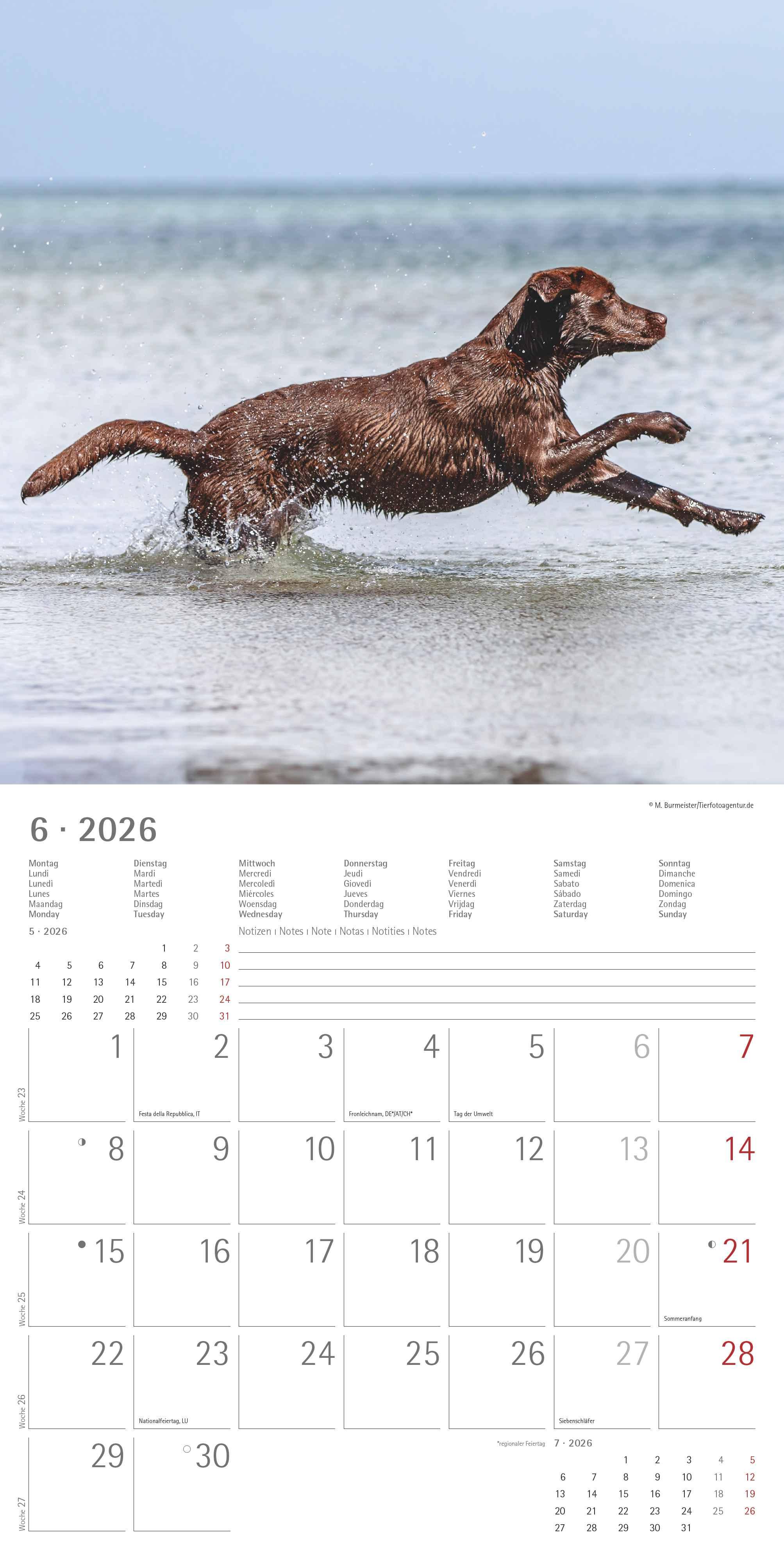 Beispielinhalt (Bild) Labrador Retriever 2026 - Broschürenkalender 30x30 cm (30x60 geöffnet) - Kalender mit Platz für Notizen - Dachshund - Bildkalender - Wandplaner - Dackelkalender