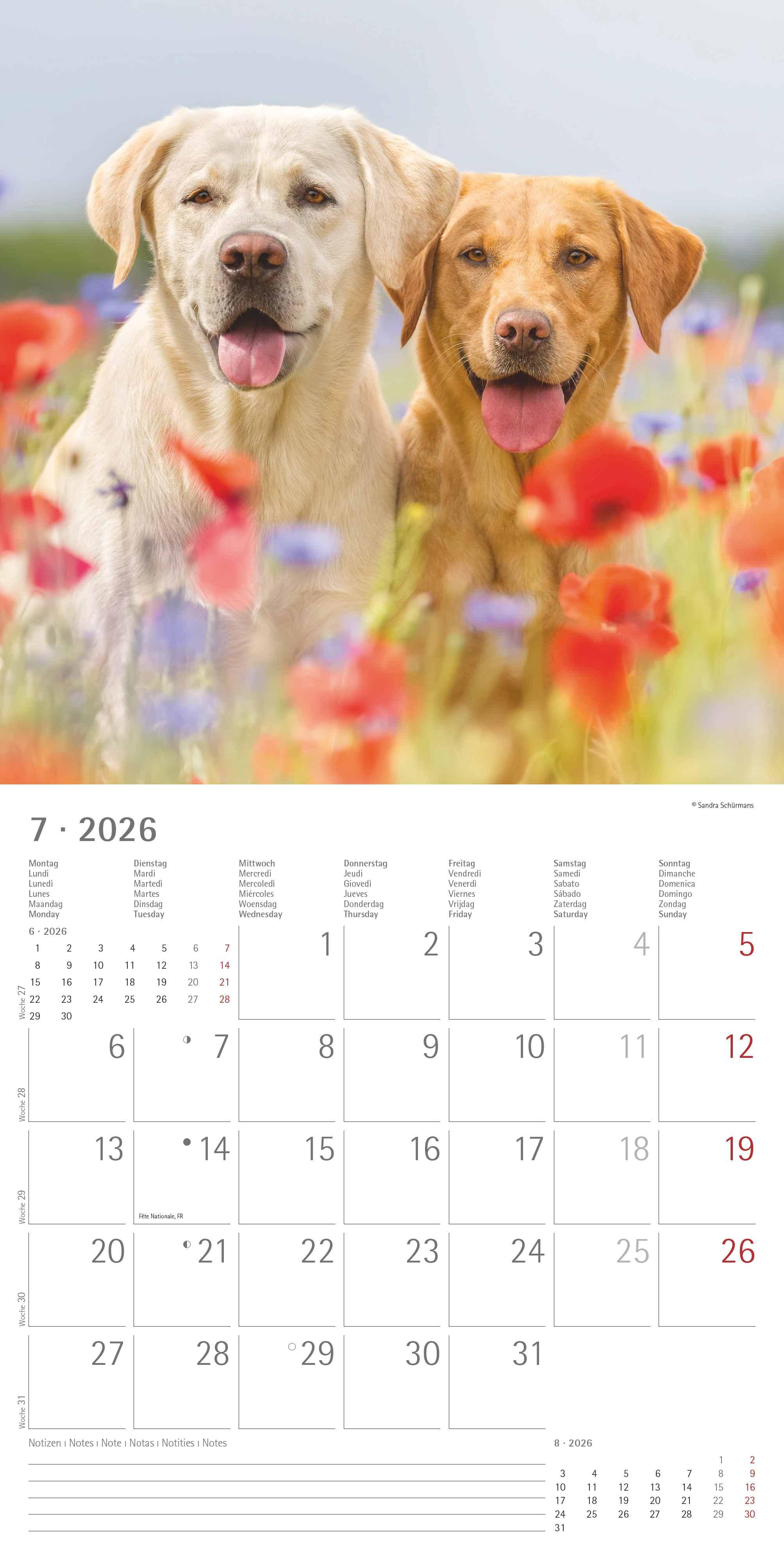 Beispielinhalt (Bild) Labrador Retriever 2026 - Broschürenkalender 30x30 cm (30x60 geöffnet) - Kalender mit Platz für Notizen - Dachshund - Bildkalender - Wandplaner - Dackelkalender