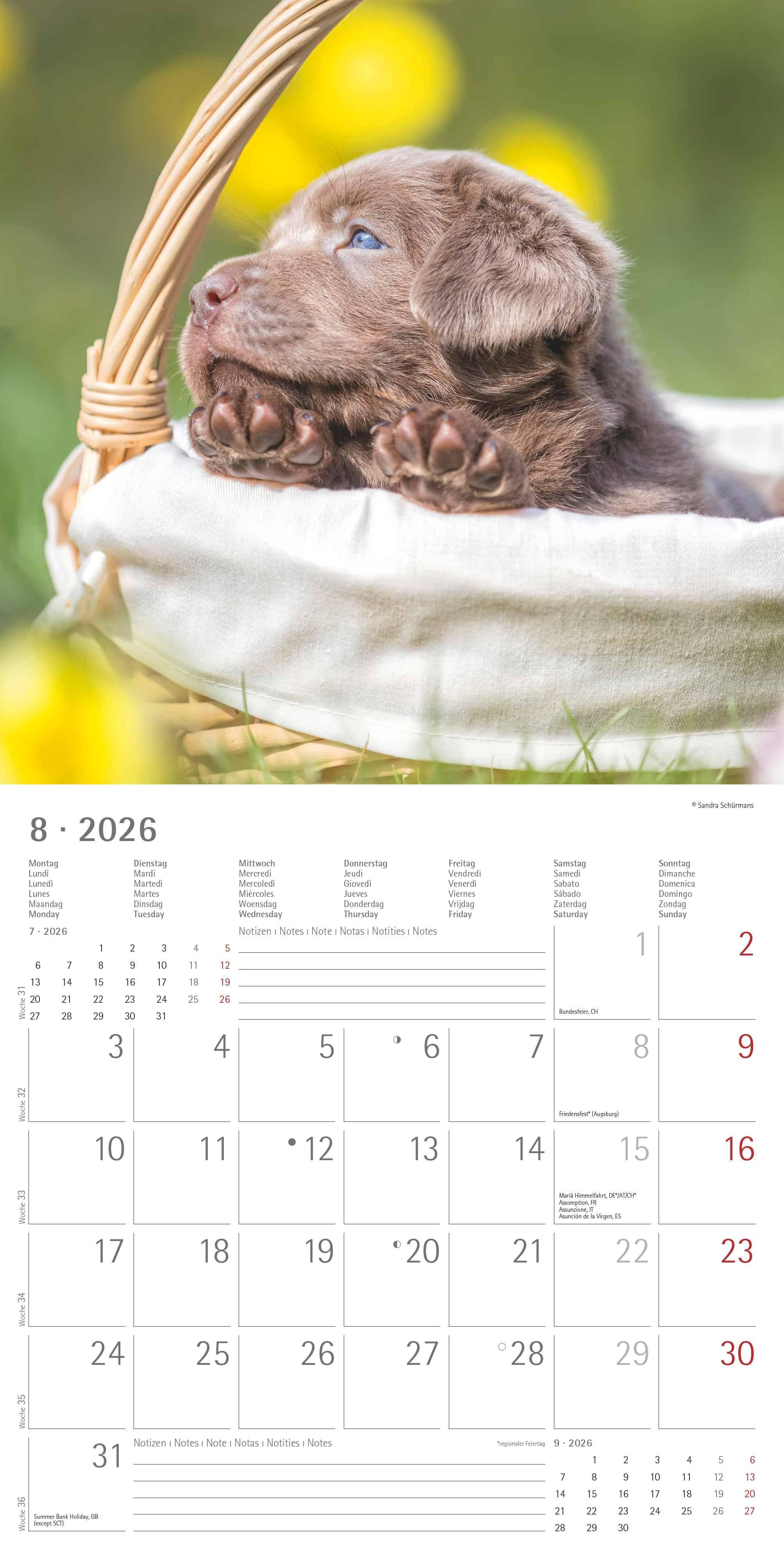Beispielinhalt (Bild) Labrador Retriever 2026 - Broschürenkalender 30x30 cm (30x60 geöffnet) - Kalender mit Platz für Notizen - Dachshund - Bildkalender - Wandplaner - Dackelkalender