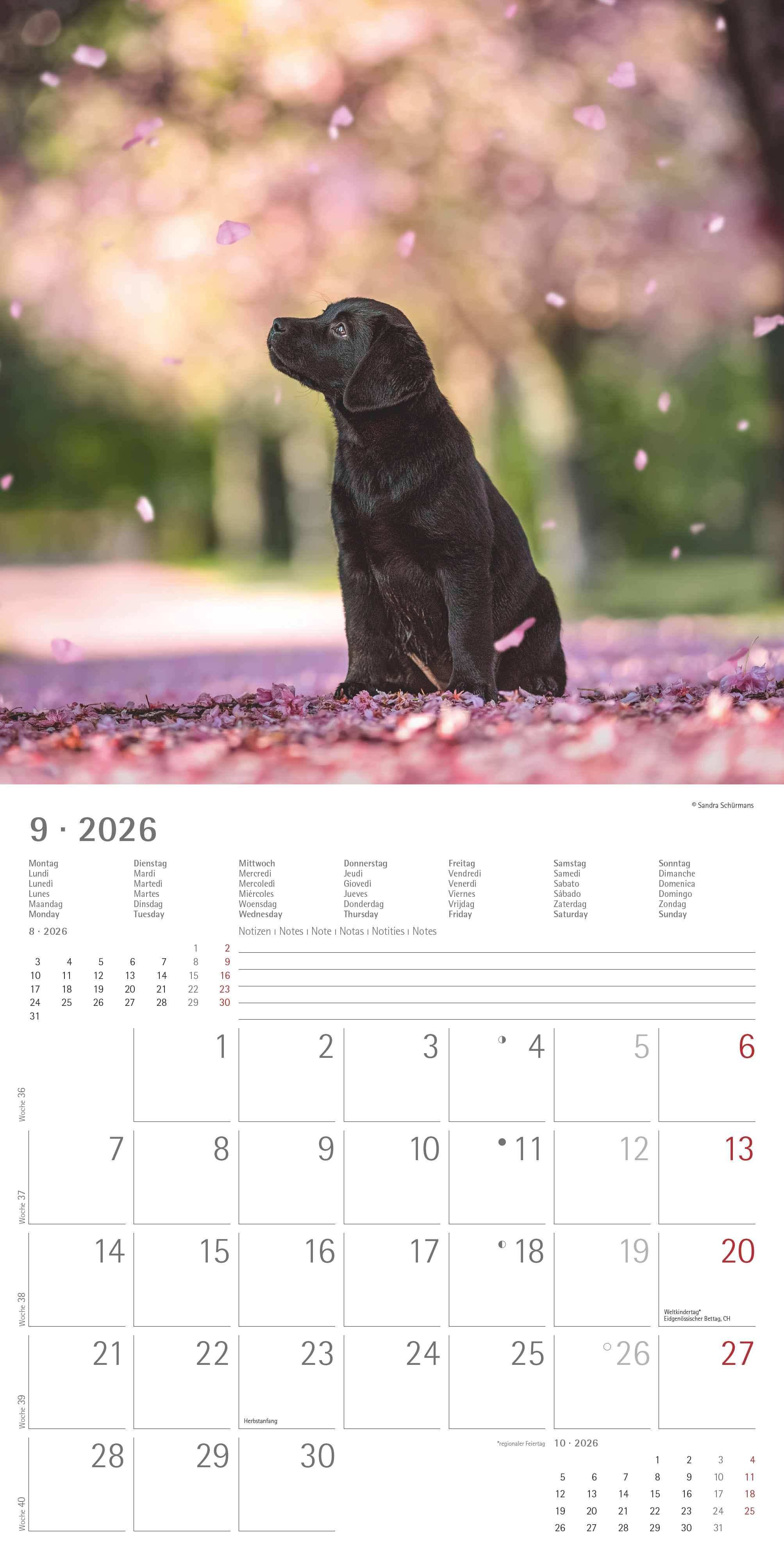 Beispielinhalt (Bild) Labrador Retriever 2026 - Broschürenkalender 30x30 cm (30x60 geöffnet) - Kalender mit Platz für Notizen - Dachshund - Bildkalender - Wandplaner - Dackelkalender