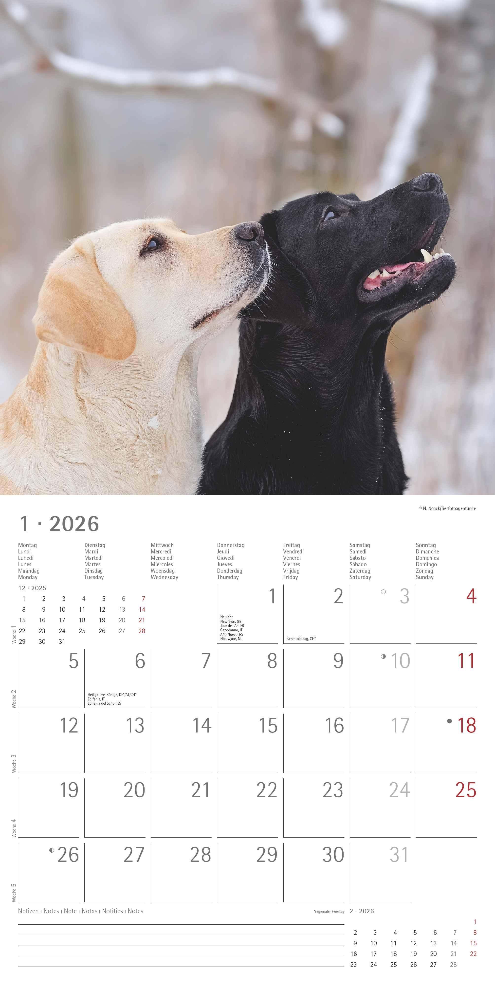 Beispielinhalt (Bild) Labrador Retriever 2026 - Broschürenkalender 30x30 cm (30x60 geöffnet) - Kalender mit Platz für Notizen - Dachshund - Bildkalender - Wandplaner - Dackelkalender