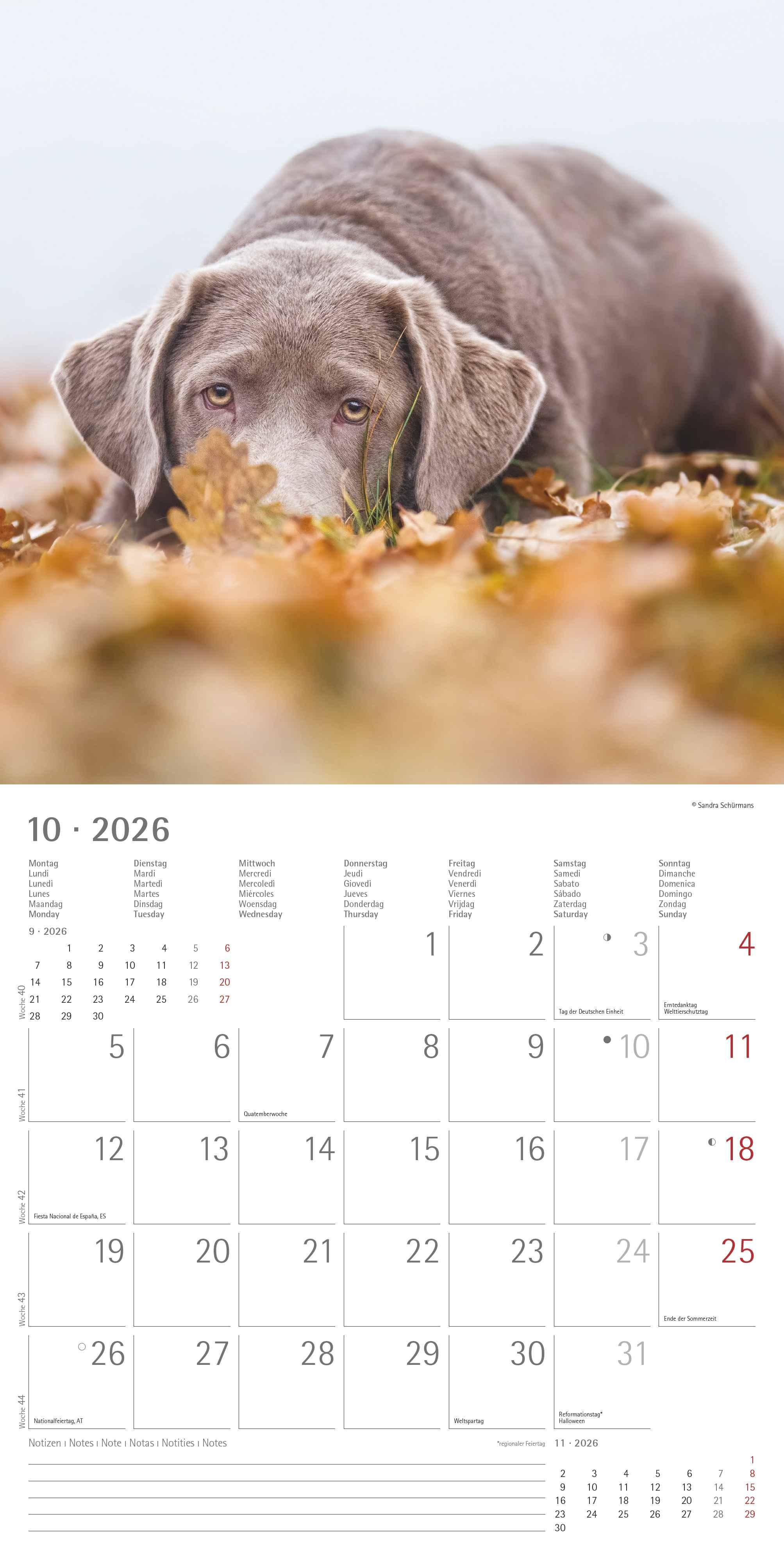 Beispielinhalt (Bild) Labrador Retriever 2026 - Broschürenkalender 30x30 cm (30x60 geöffnet) - Kalender mit Platz für Notizen - Dachshund - Bildkalender - Wandplaner - Dackelkalender