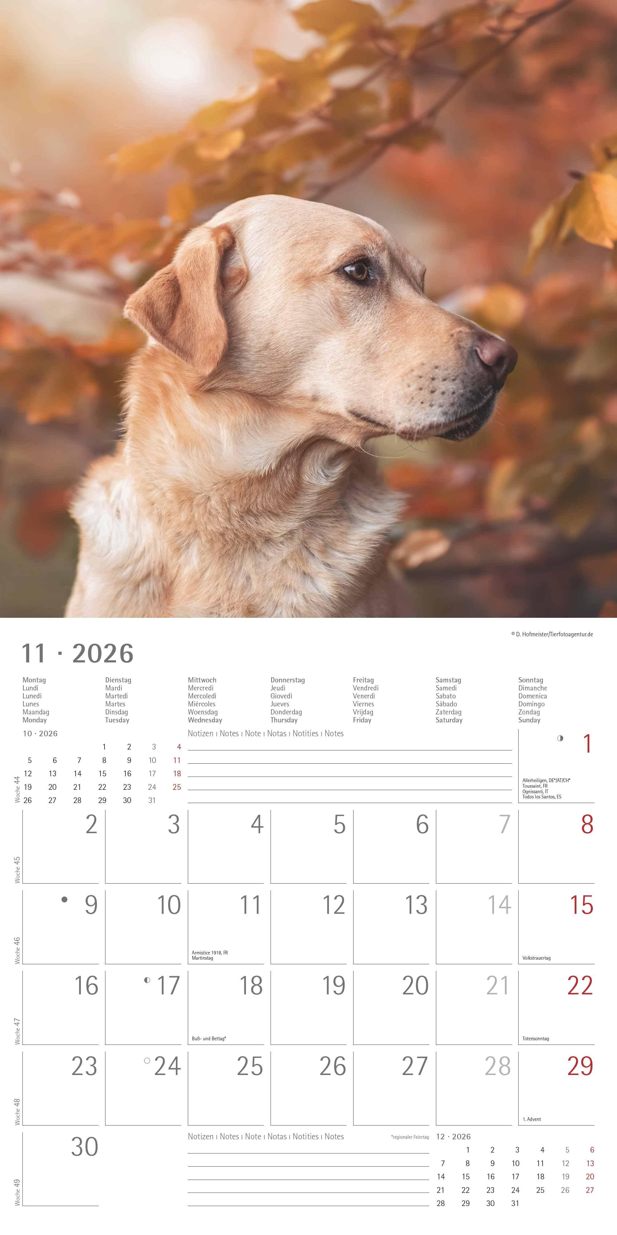 Beispielinhalt (Bild) Labrador Retriever 2026 - Broschürenkalender 30x30 cm (30x60 geöffnet) - Kalender mit Platz für Notizen - Dachshund - Bildkalender - Wandplaner - Dackelkalender