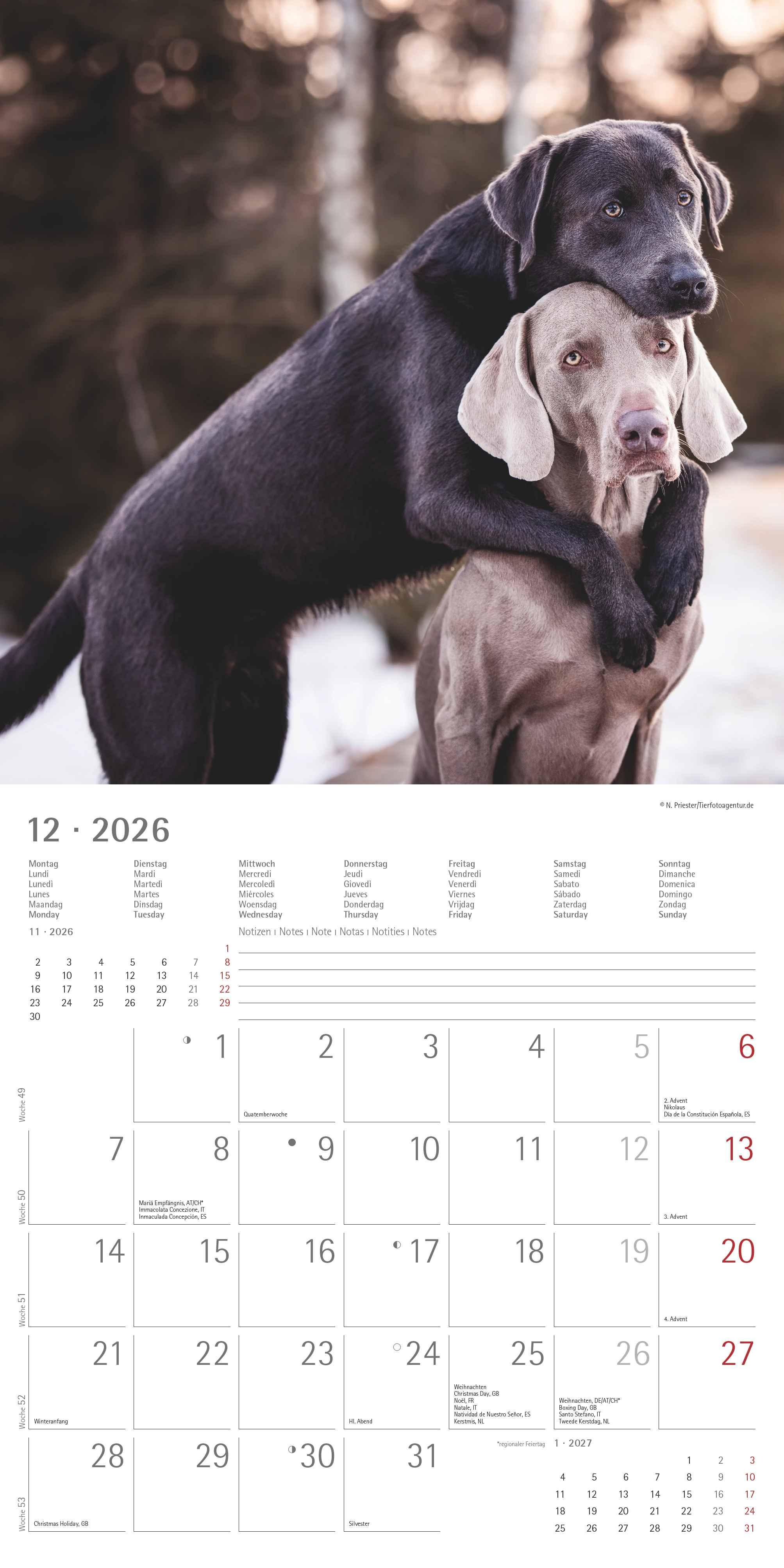Beispielinhalt (Bild) Labrador Retriever 2026 - Broschürenkalender 30x30 cm (30x60 geöffnet) - Kalender mit Platz für Notizen - Dachshund - Bildkalender - Wandplaner - Dackelkalender