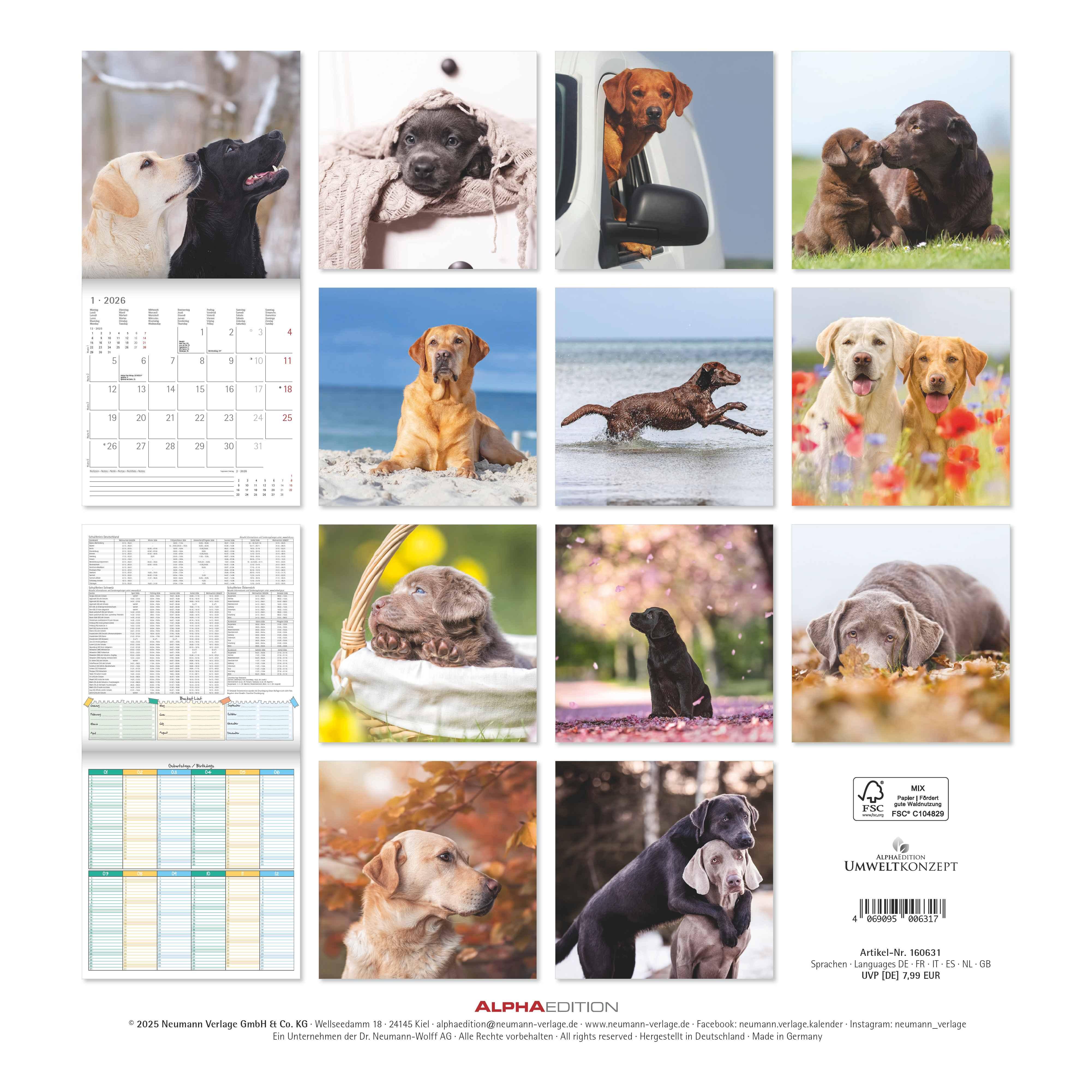 Rückseitencover Labrador Retriever 2026 - Broschürenkalender 30x30 cm (30x60 geöffnet) - Kalender mit Platz für Notizen - Dachshund - Bildkalender - Wandplaner - Dackelkalender