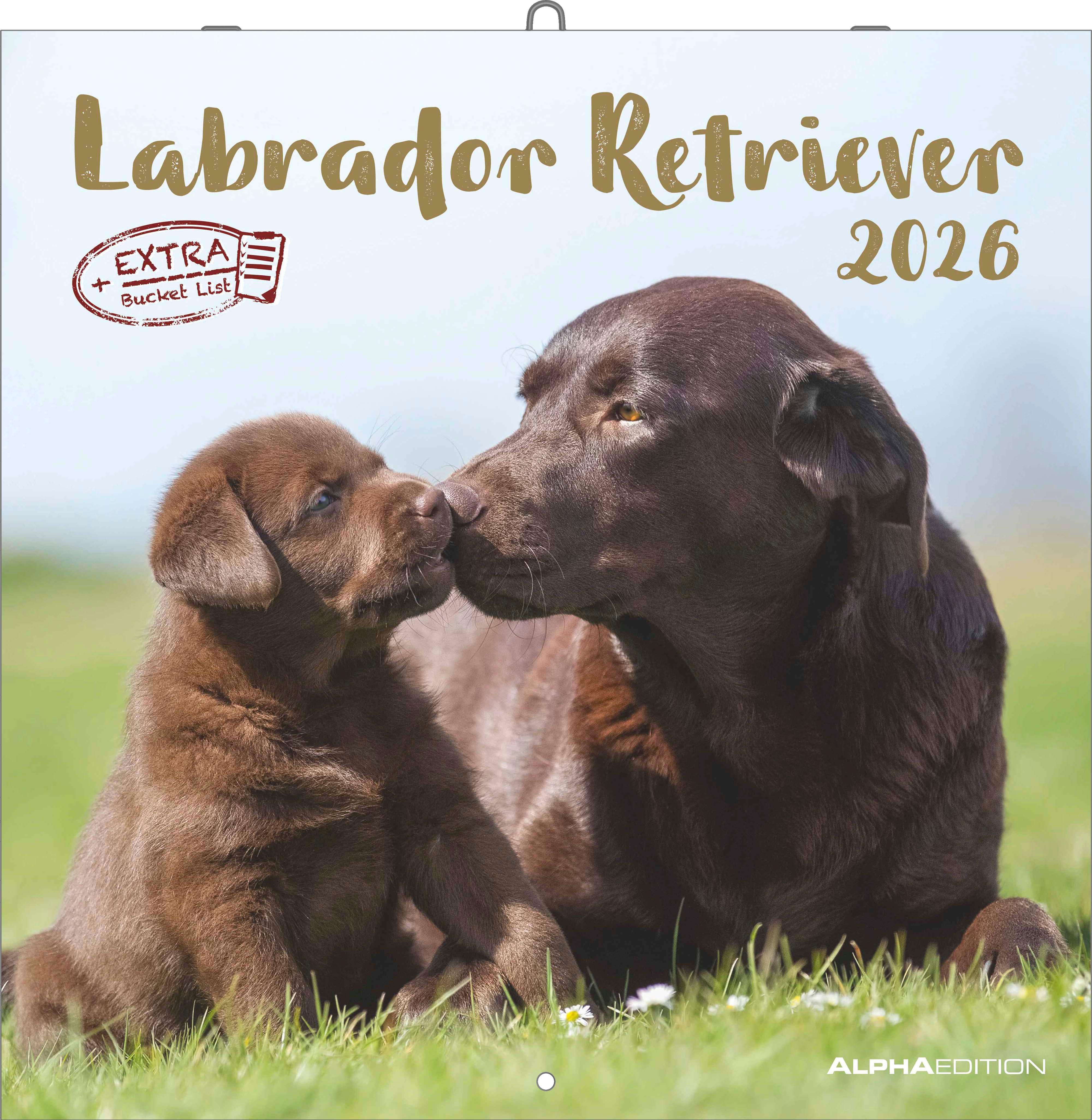 Vorderes Coverbild Labrador Retriever 2026 - Broschürenkalender 30x30 cm (30x60 geöffnet) - Kalender mit Platz für Notizen - Dachshund - Bildkalender - Wandplaner - Dackelkalender
