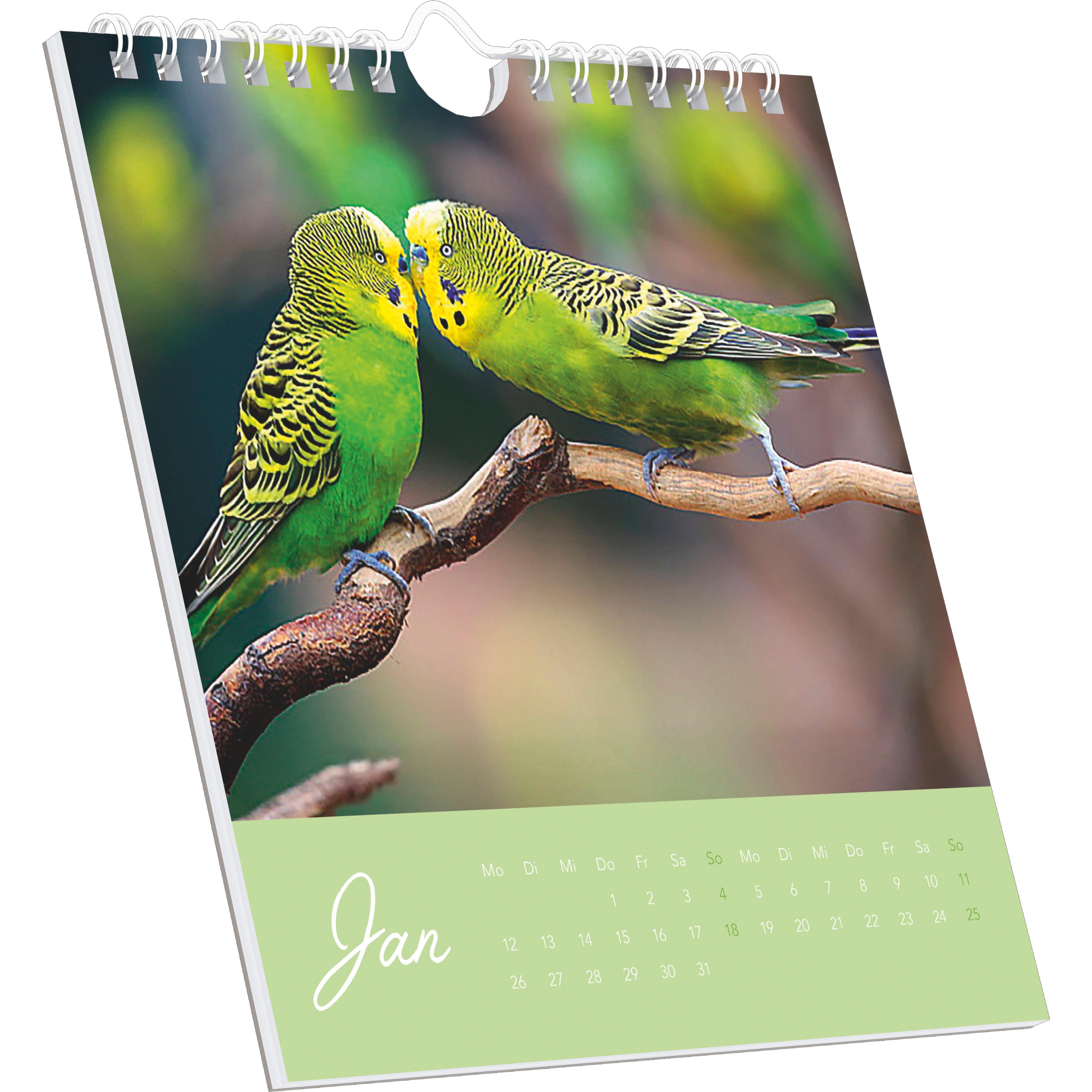 Beispielinhalt (Bild) Niedliche Wellensittiche 2026 - Postkartenkalender 16x17 cm - Budgies - zum Aufstellen oder Aufhängen - Monatskalendarium - Gadget - Mitbringsel - Alpha Edition