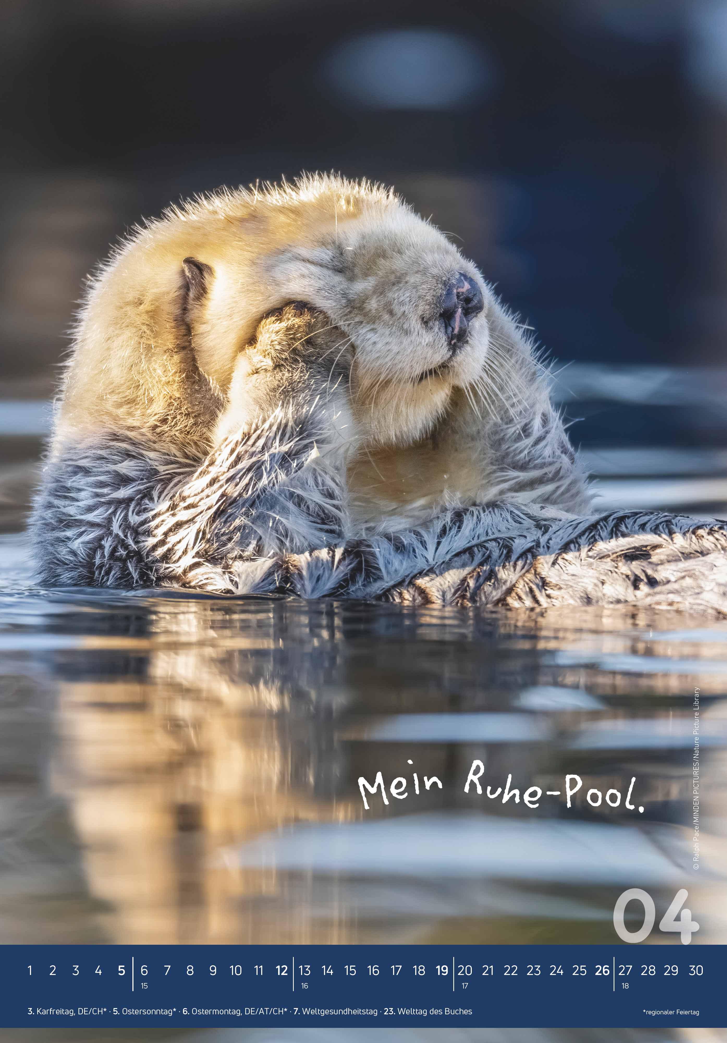 Beispielinhalt (Bild) Tierisch cool! 2026 - Bild-Kalender 23,7x34 cm - mit lustigen Sprüchen - Humor - Wandkalender - mit Platz für Notizen - Alpha Edition