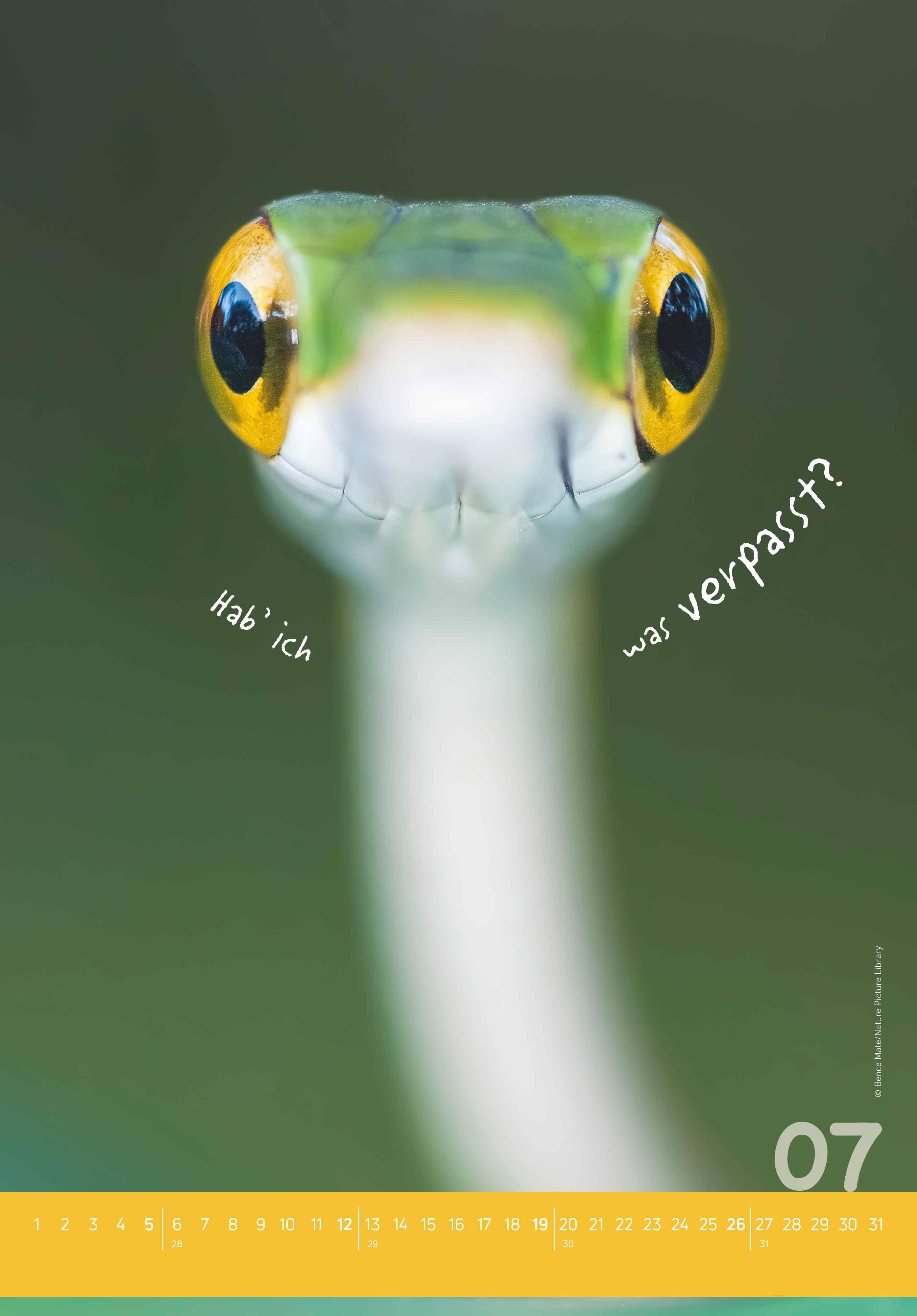 Beispielinhalt (Bild) Tierisch cool! 2026 - Bild-Kalender 23,7x34 cm - mit lustigen Sprüchen - Humor - Wandkalender - mit Platz für Notizen - Alpha Edition