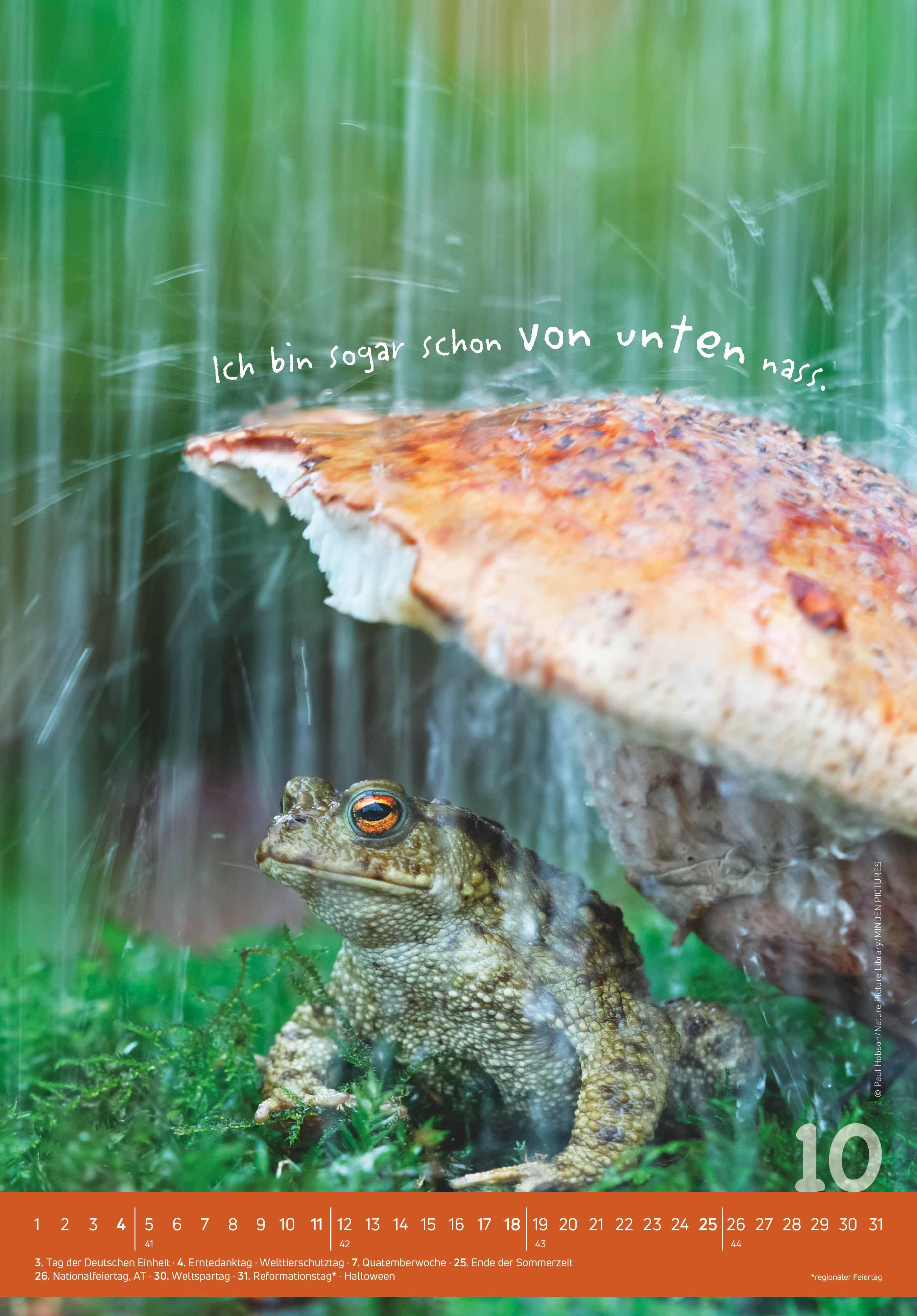 Beispielinhalt (Bild) Tierisch cool! 2026 - Bild-Kalender 23,7x34 cm - mit lustigen Sprüchen - Humor - Wandkalender - mit Platz für Notizen - Alpha Edition