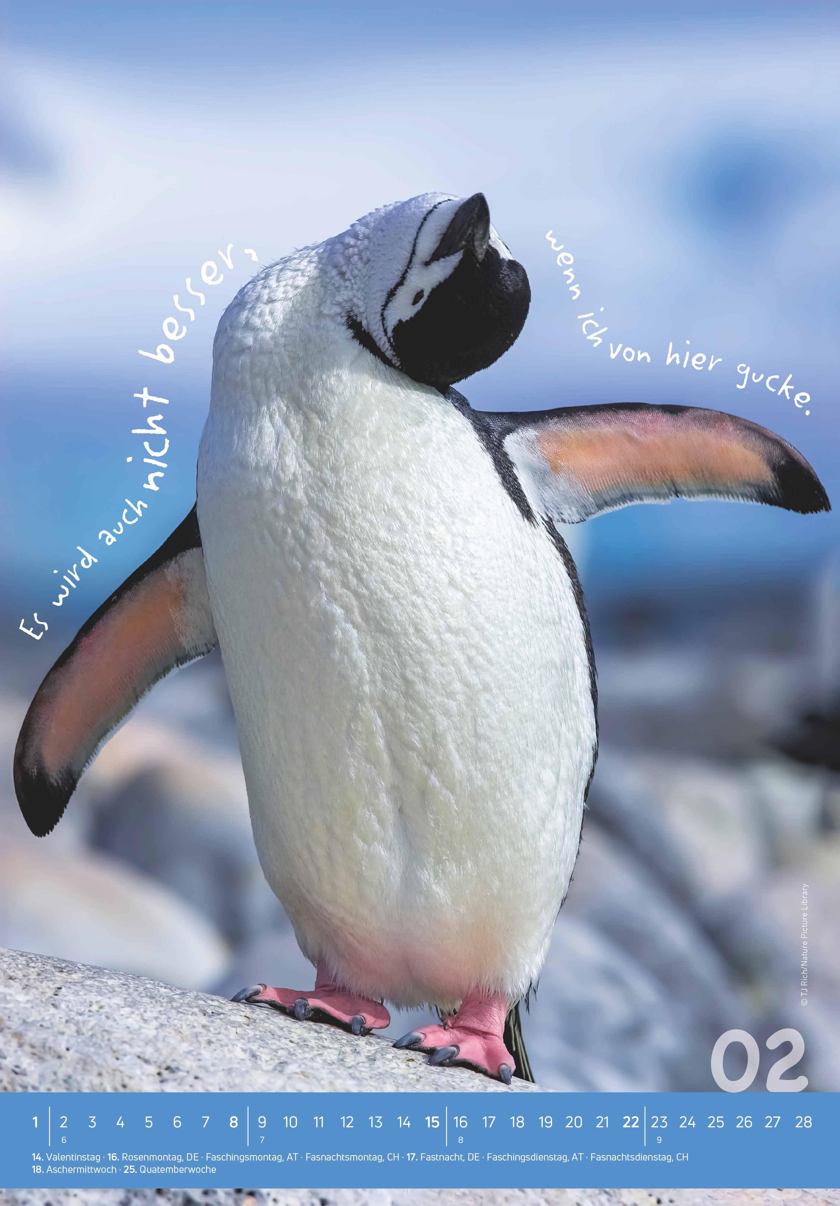 Beispielinhalt (Bild) Tierisch cool! 2026 - Bild-Kalender 23,7x34 cm - mit lustigen Sprüchen - Humor - Wandkalender - mit Platz für Notizen - Alpha Edition
