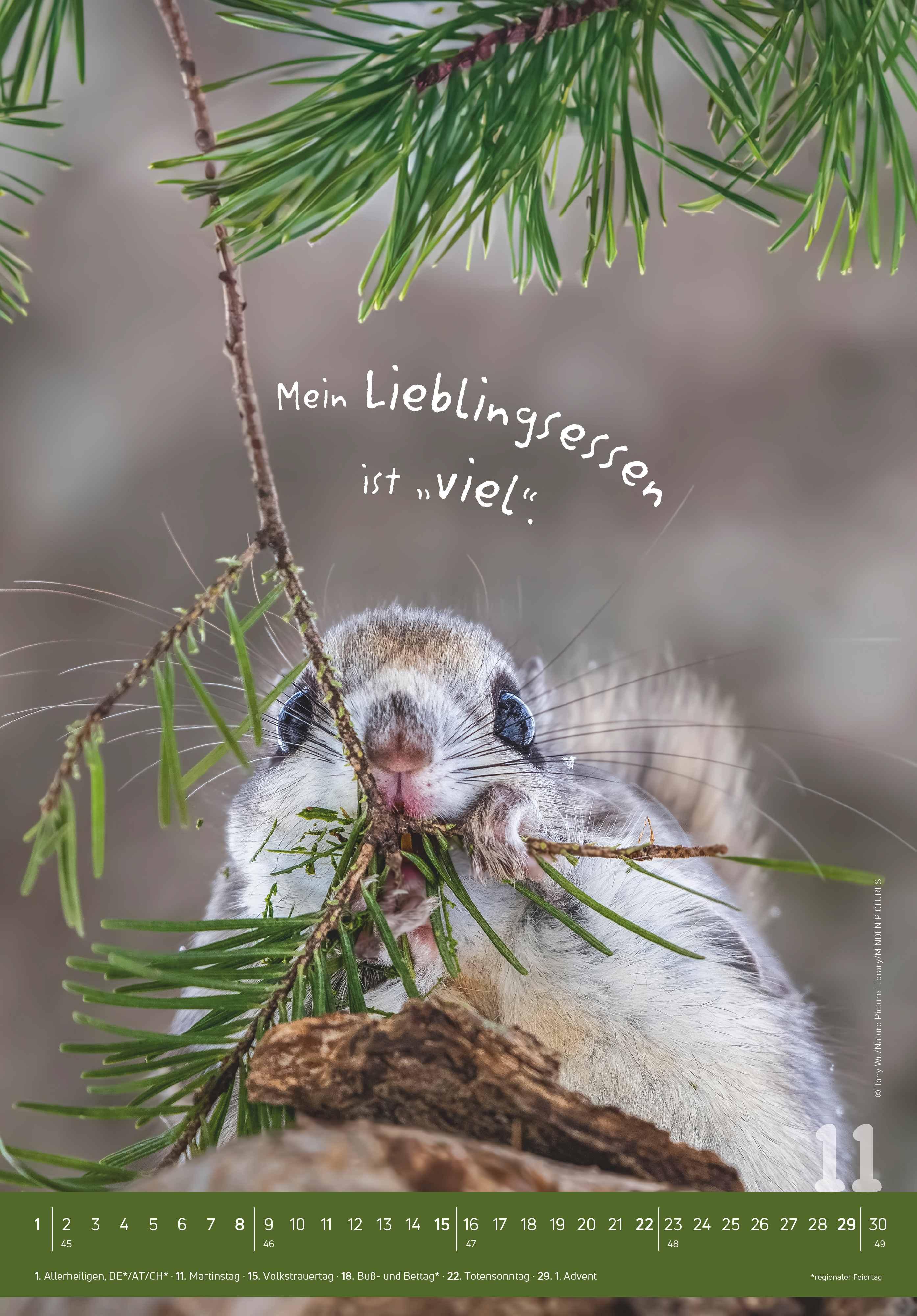 Beispielinhalt (Bild) Tierisch cool! 2026 - Bild-Kalender 23,7x34 cm - mit lustigen Sprüchen - Humor - Wandkalender - mit Platz für Notizen - Alpha Edition