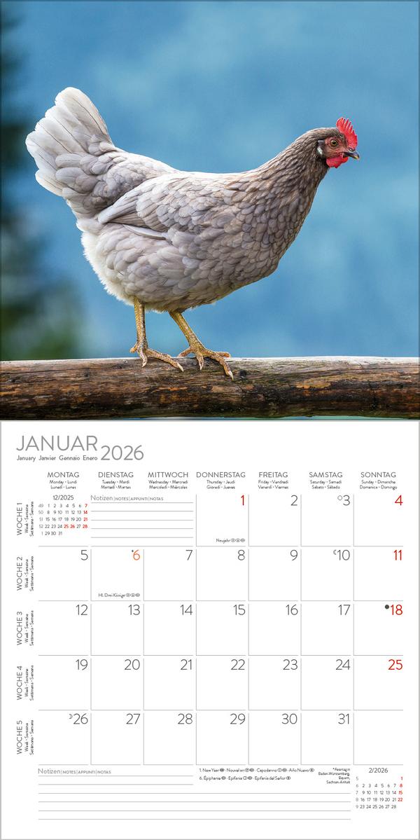 Beispielinhalt (Bild) Hühner 2026