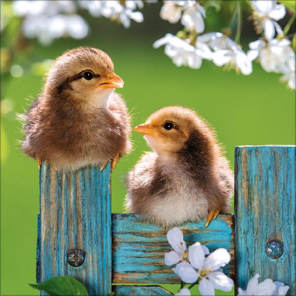 Beispielinhalt (Bild) Hühner 2026