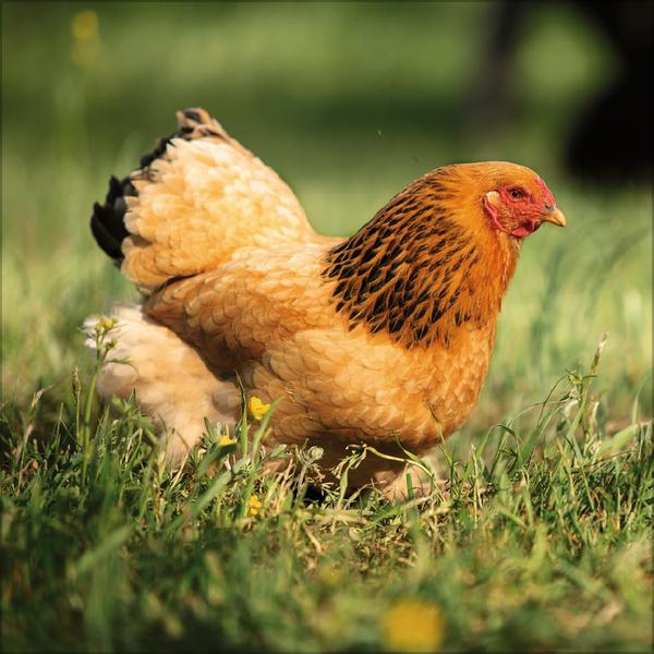 Beispielinhalt (Bild) Hühner 2026