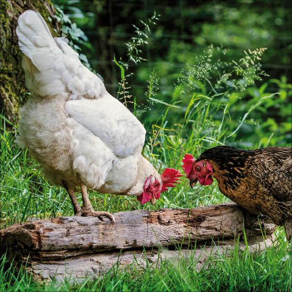 Beispielinhalt (Bild) Hühner 2026