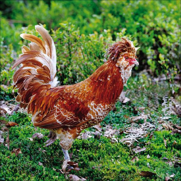 Beispielinhalt (Bild) Hühner 2026