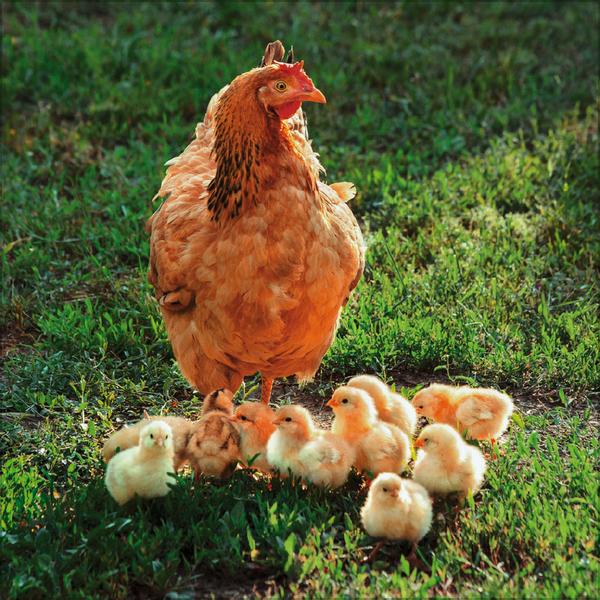 Beispielinhalt (Bild) Hühner 2026