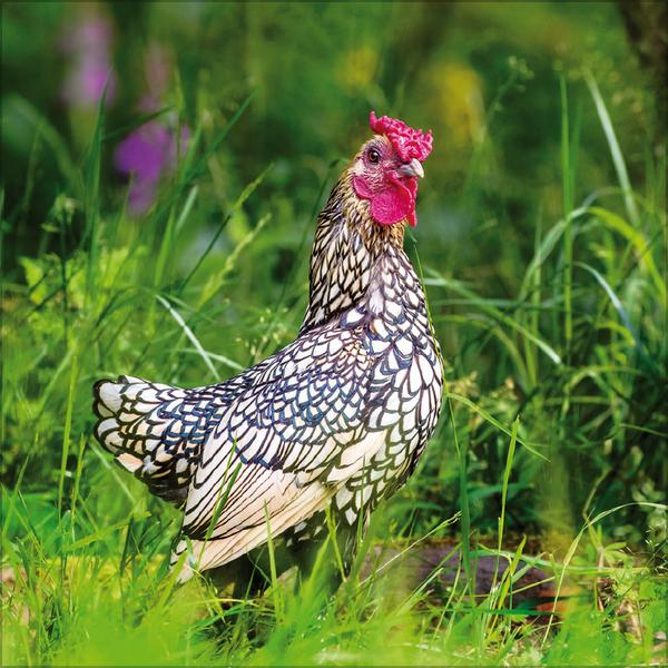 Beispielinhalt (Bild) Hühner 2026