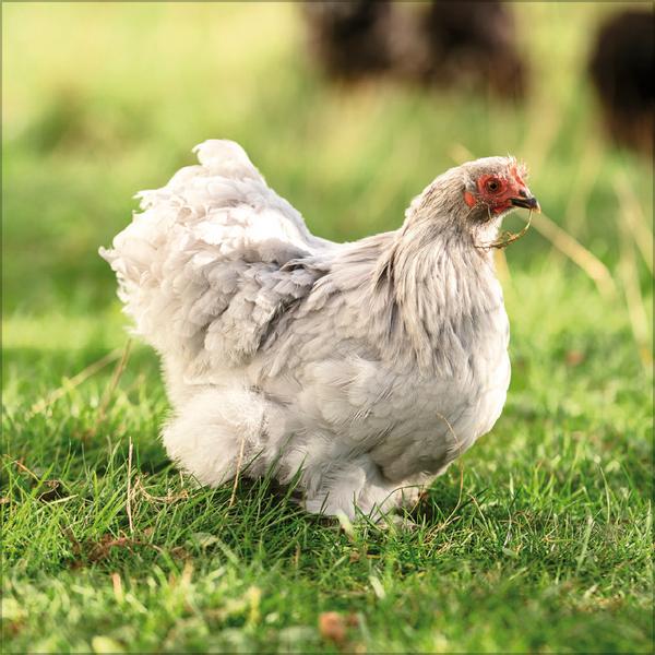 Beispielinhalt (Bild) Hühner 2026