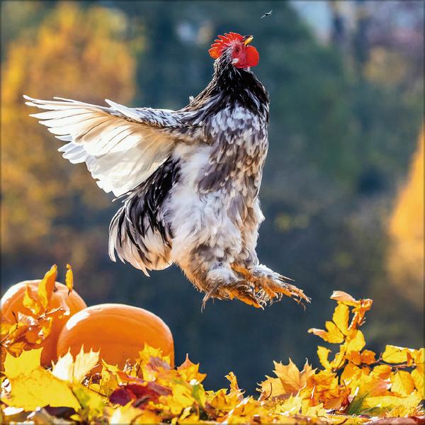 Beispielinhalt (Bild) Hühner 2026