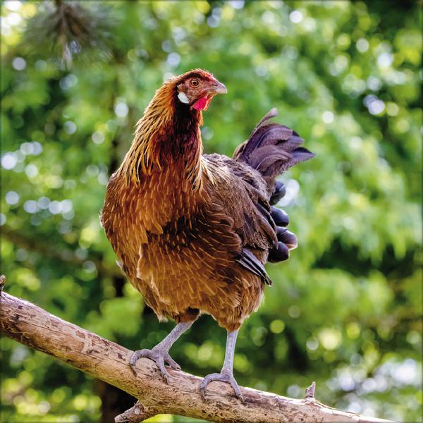 Beispielinhalt (Bild) Hühner 2026