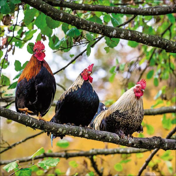 Beispielinhalt (Bild) Hühner 2026