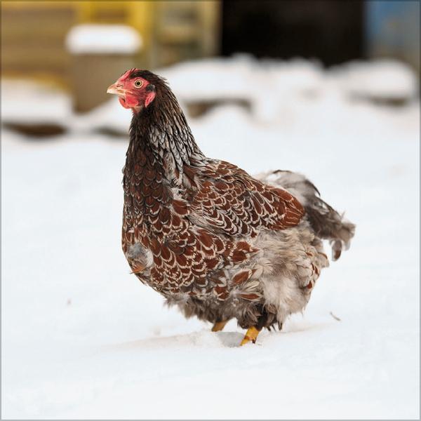 Beispielinhalt (Bild) Hühner 2026