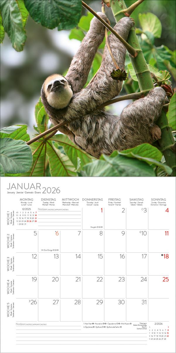 Beispielinhalt (Bild) Faultier 2026