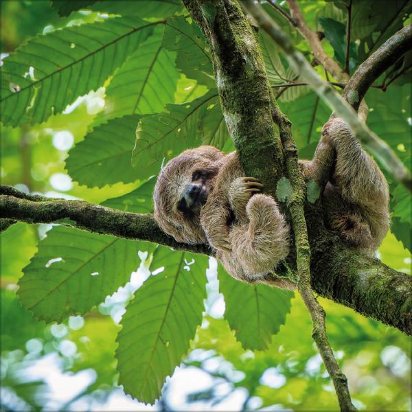 Beispielinhalt (Bild) Faultier 2026