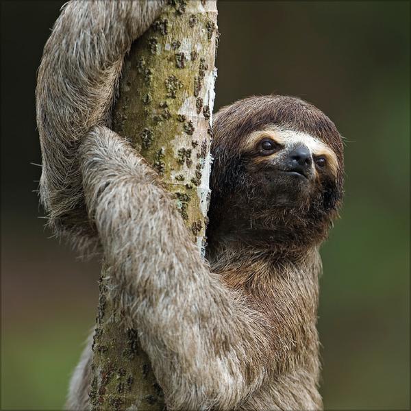 Beispielinhalt (Bild) Faultier 2026