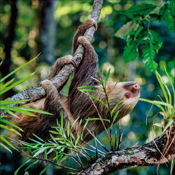 Beispielinhalt (Bild) Faultier 2026