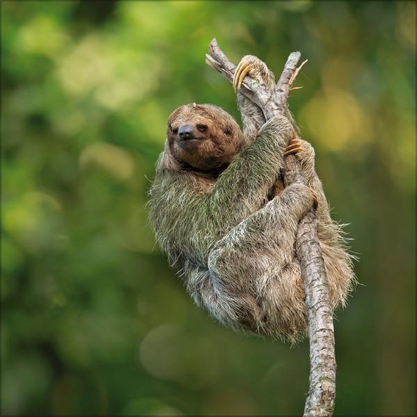 Beispielinhalt (Bild) Faultier 2026