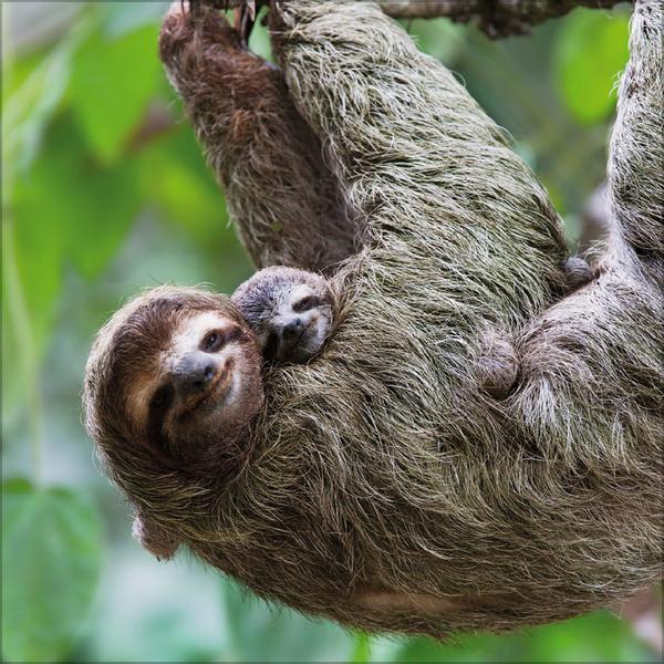 Beispielinhalt (Bild) Faultier 2026